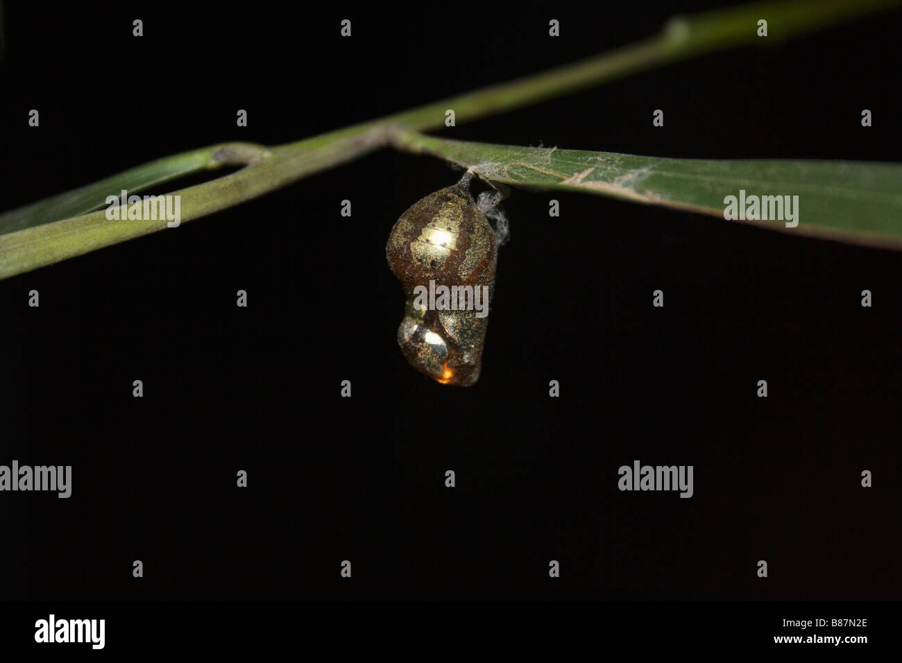 Pupa of Common Crow Butterfly, Euploea core Aarey Milk Colony, Mumbai. Stock Photo