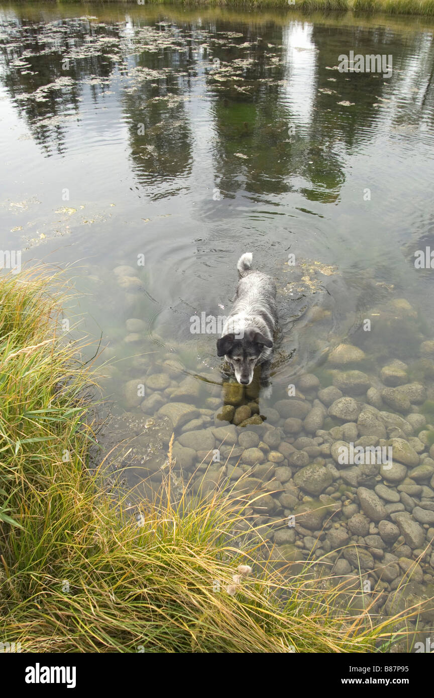 Big Black and White Canine Dog Wolfhound Lab in the Country Side at ...