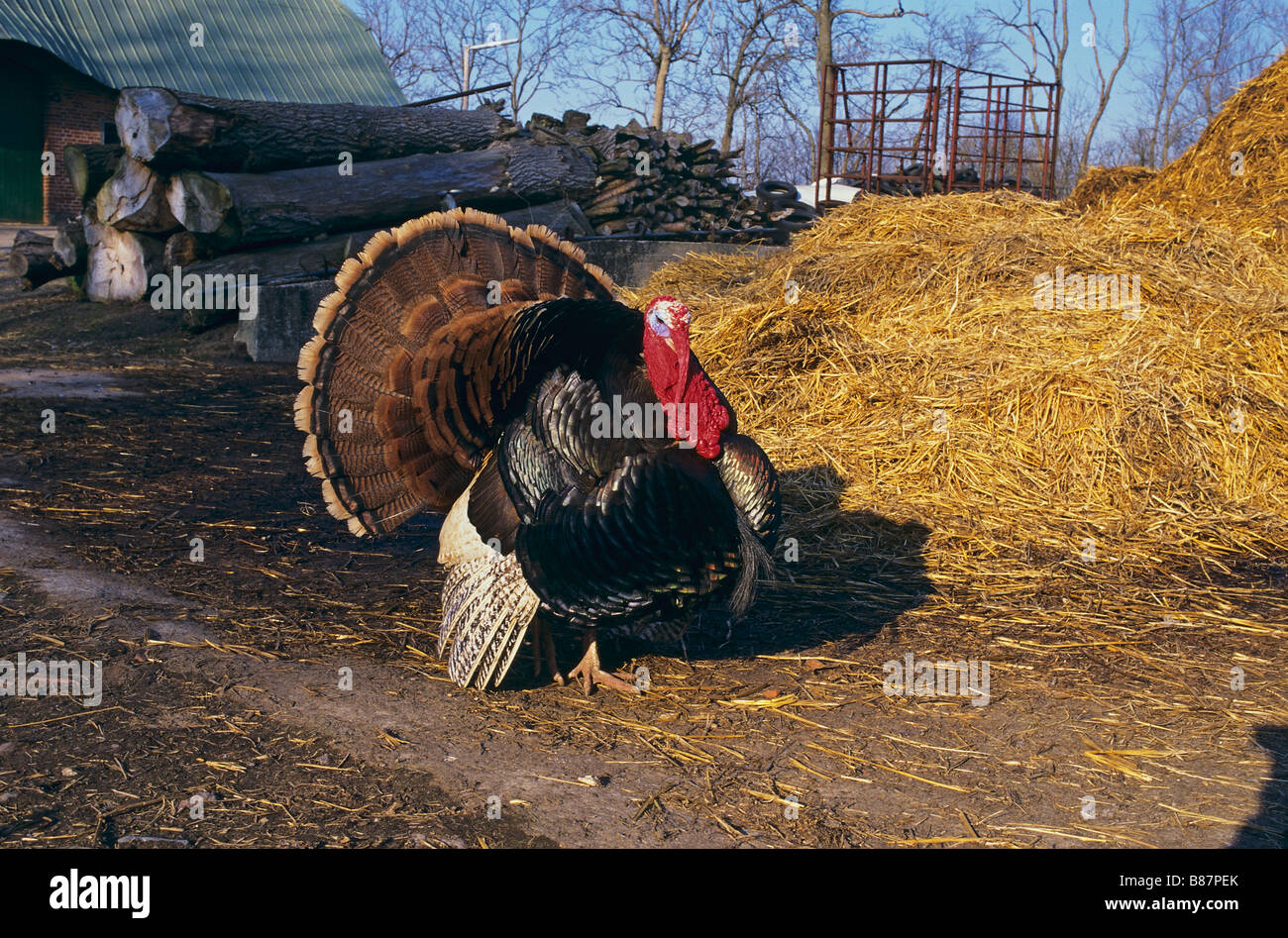 Turkey on farm Stock Photo Alamy