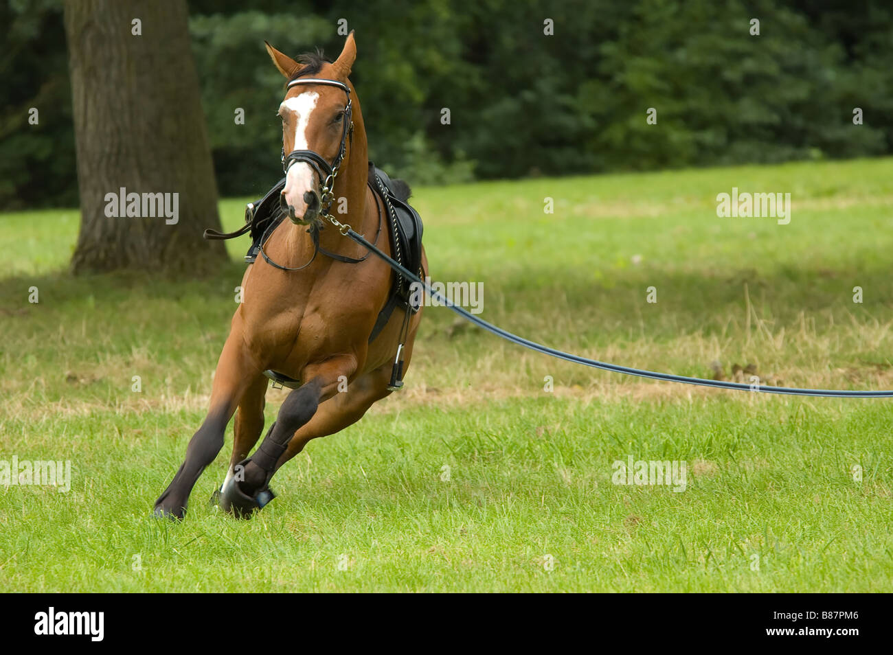 beautiful horse running in green field Stock Photo