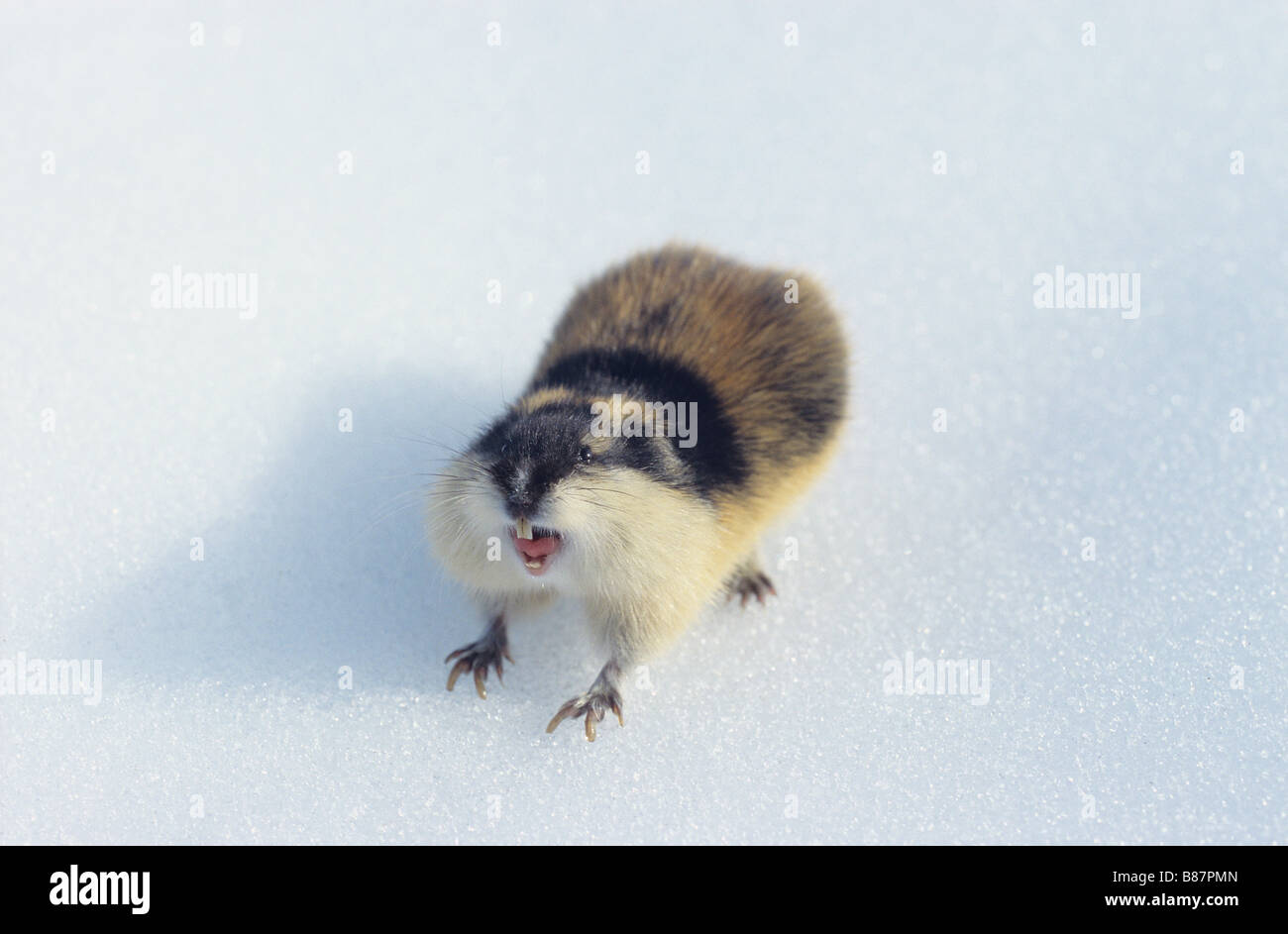 Norway Lemming (Lemnus trimucronatus) on snow Stock Photo