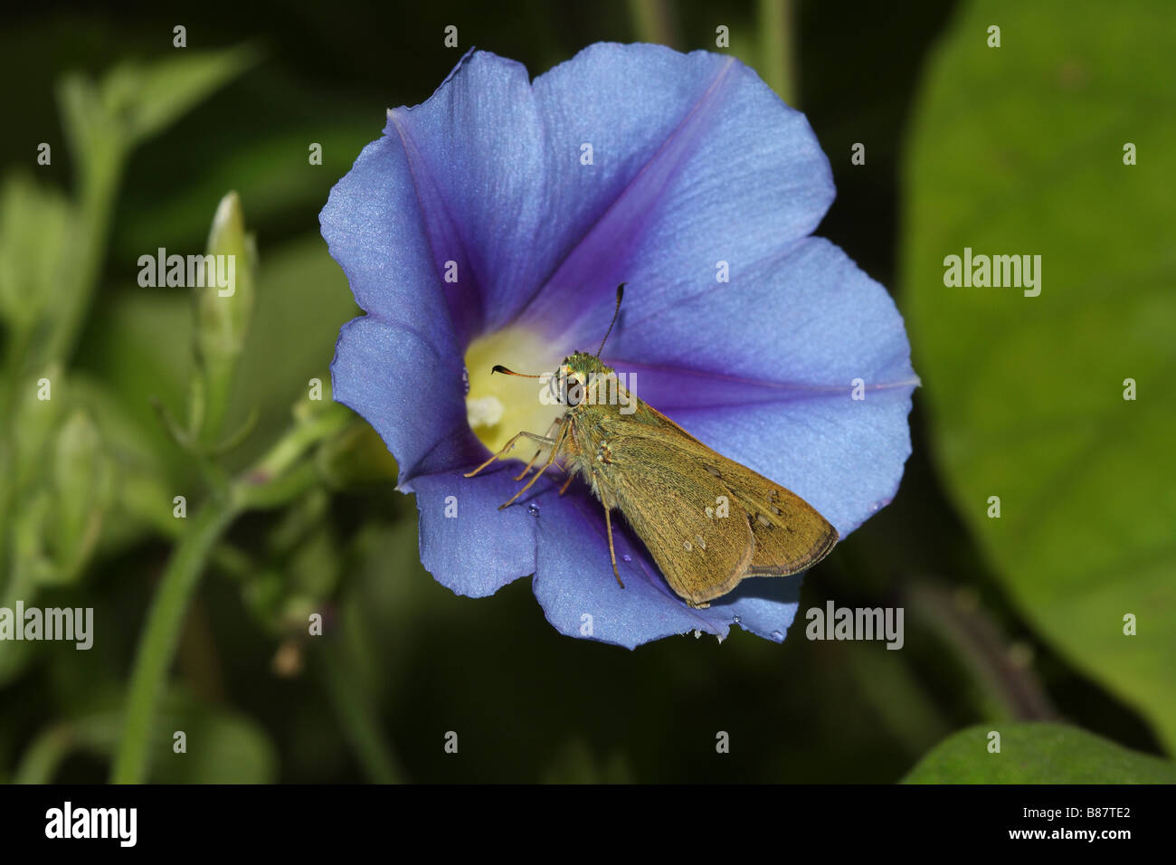 Butterfly resting on a Flower, Kaas/ Khaas Plateau, Satara District. Stock Photo