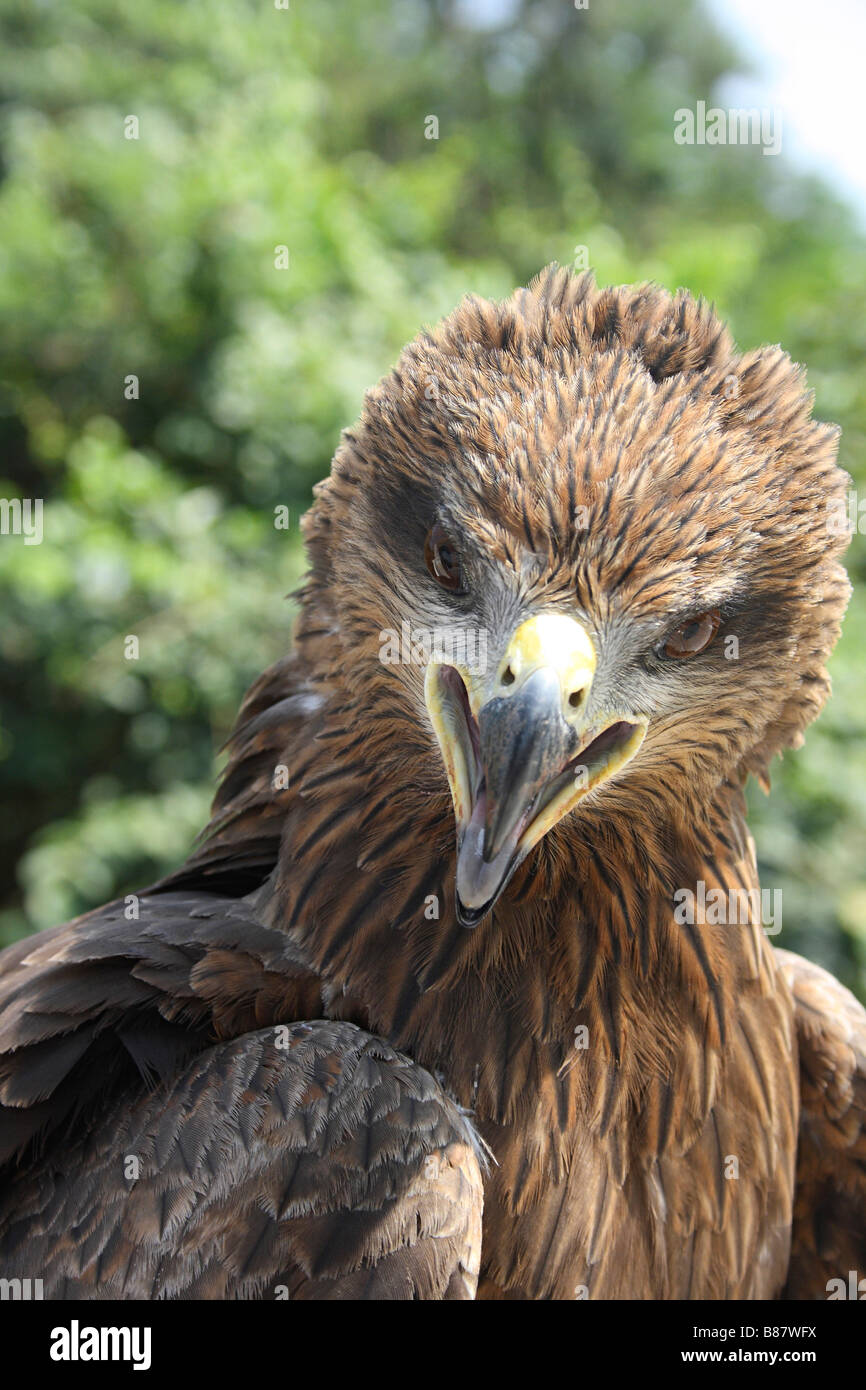 Black Kite, Milvus migrans, Marol, Andheri, Mumbai Stock Photo Alamy