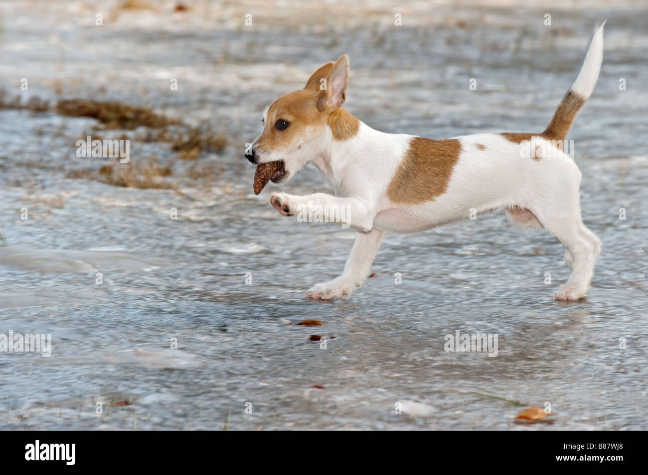 half breed dog puppy on frozen lake Stock Photo