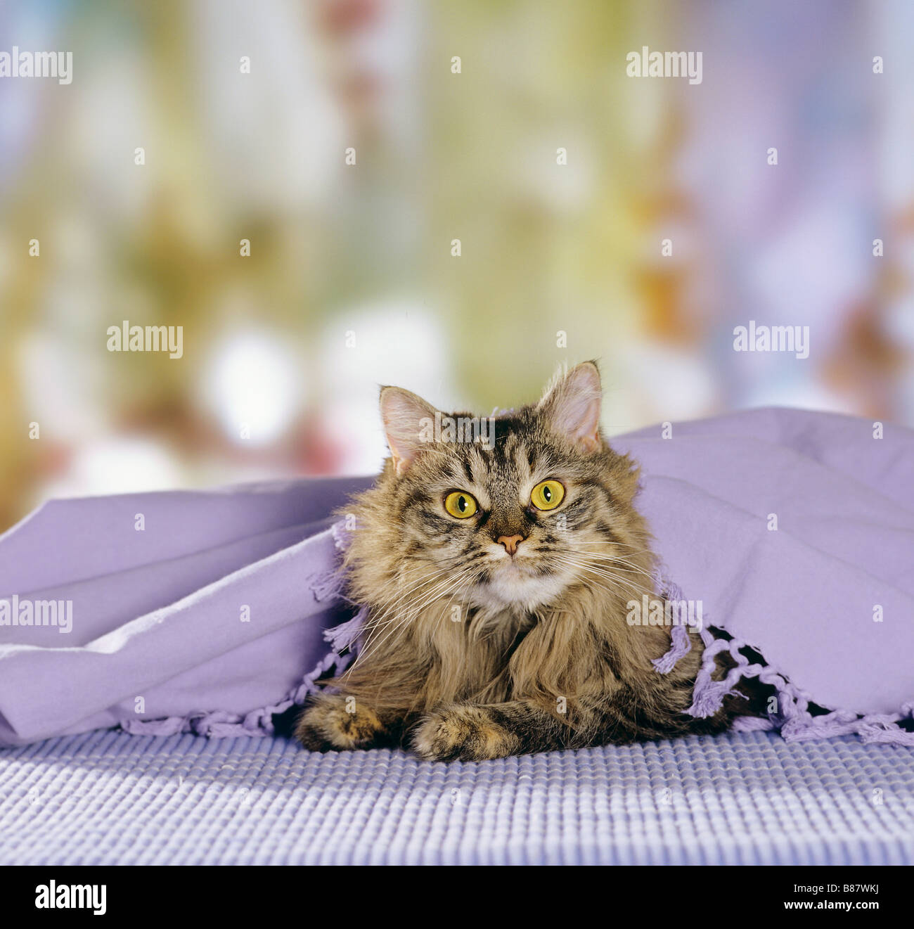 Maine Coon cat lying under blanket Stock Photo Alamy