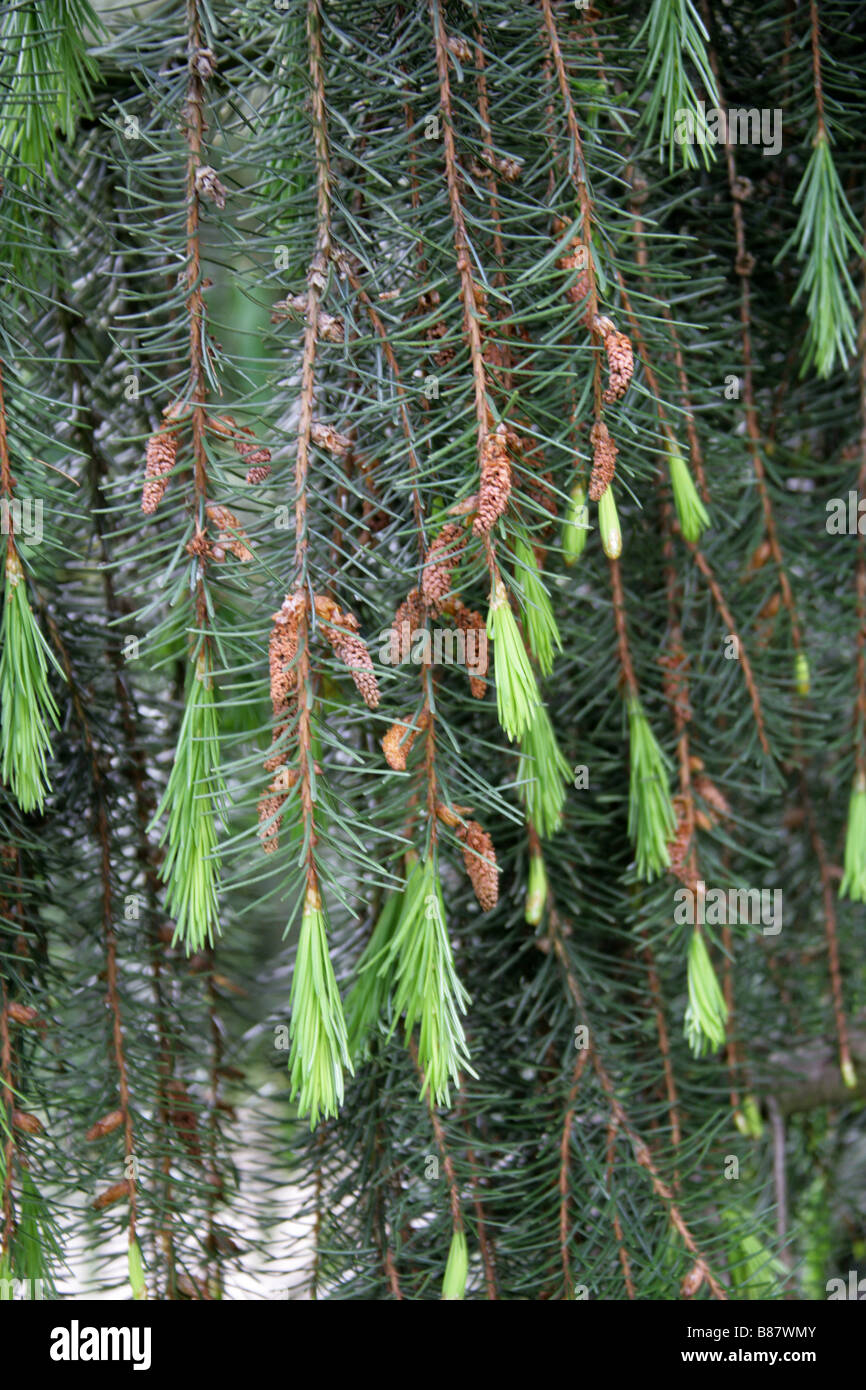 Brewer Spruce Flowers aka Brewer's Weeping Spruce, Picea breweriana