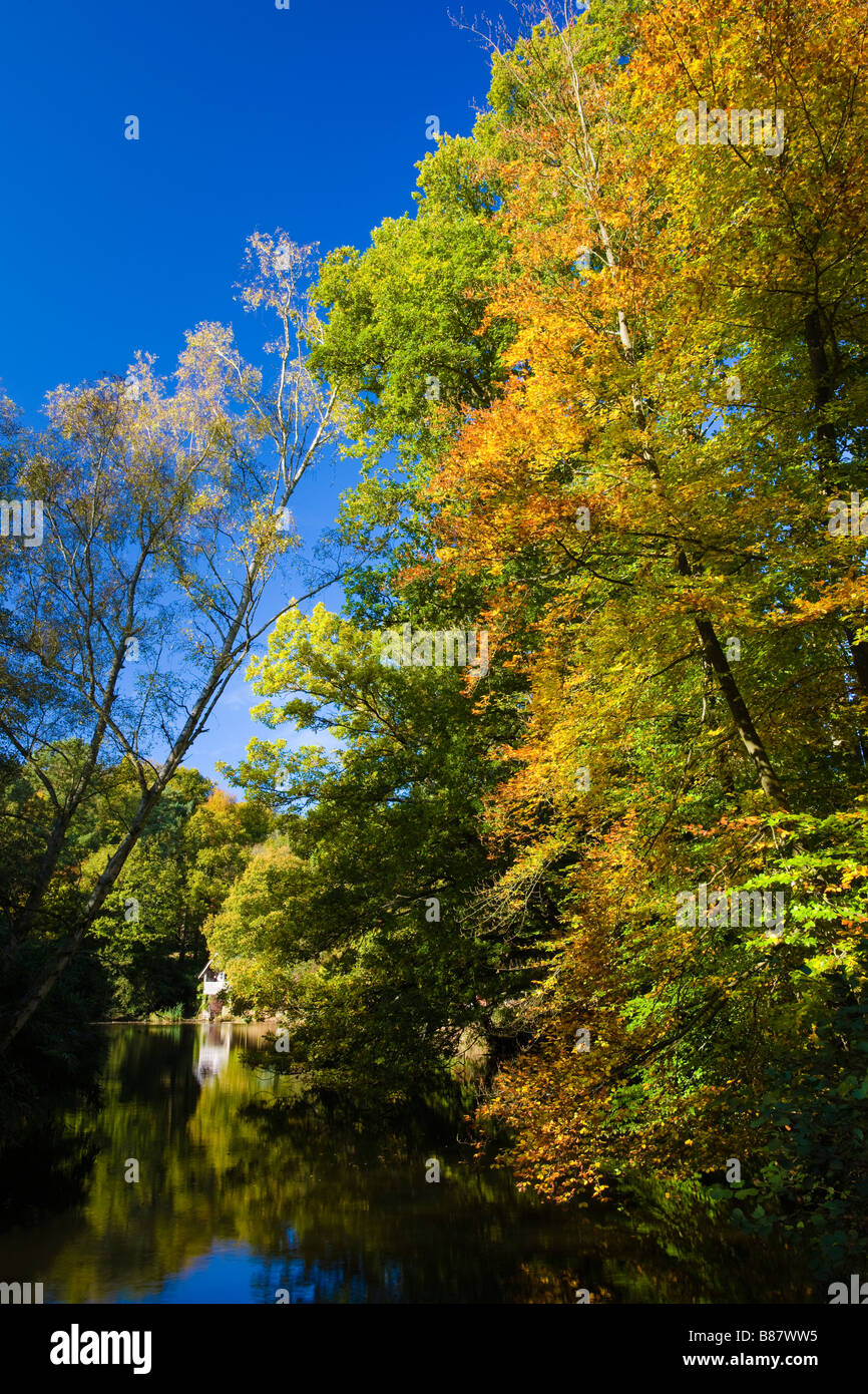 England UK European Beech Fagus Sylvatica Tree in Autumn Stock Photo