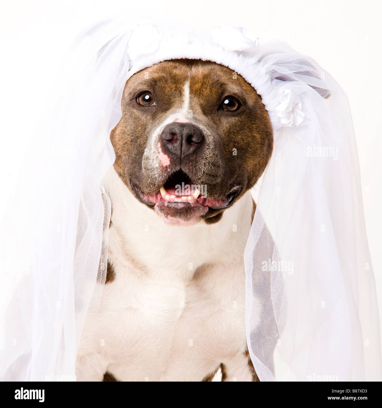 Homeholder hi-res stock photography and images - Alamy