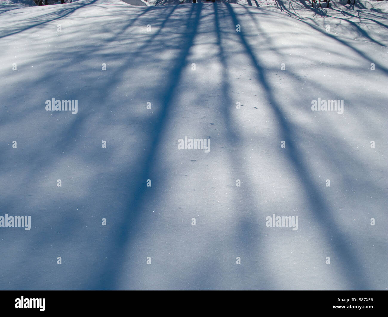 Snow Tree Shadow Shadows, Snow, Ice, Winter, frost, Tree, Trees, Snow, white Stock Photo ...