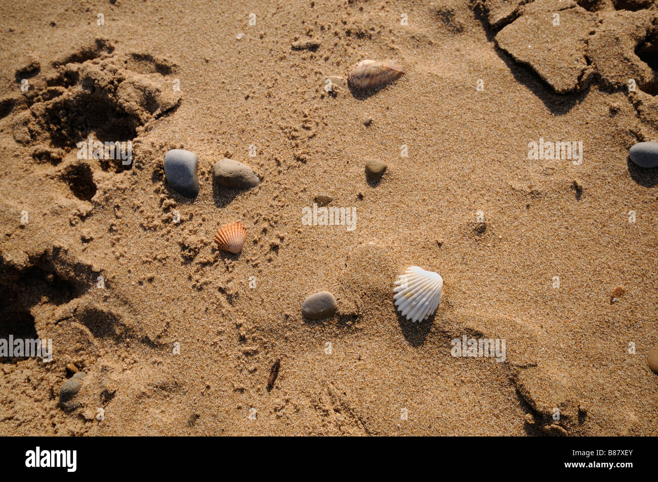 Seashell in the sand, near to the seashore. El Saler. Valencian Community. Spain Stock Photo