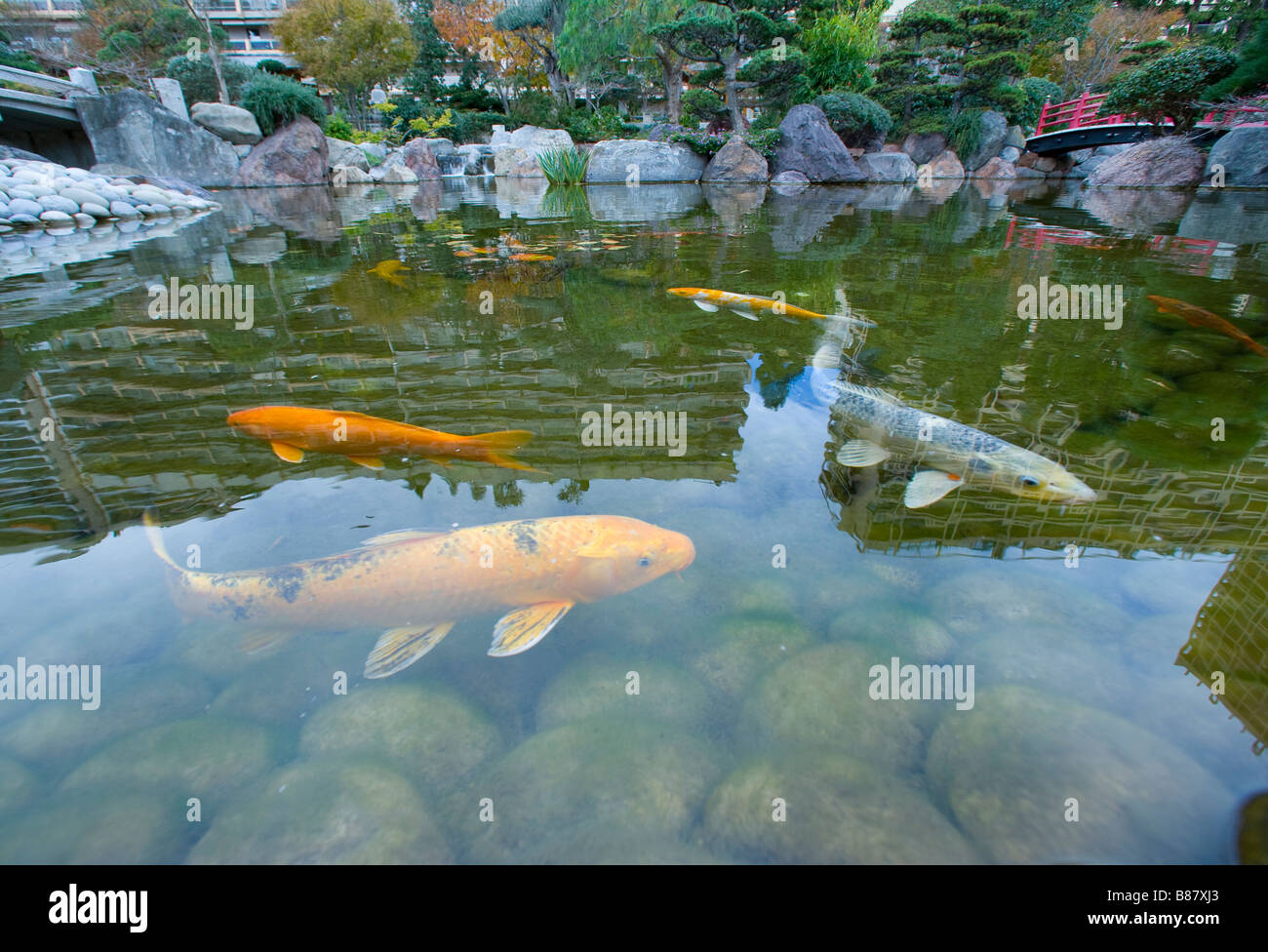 Carp, Carps, Pond, Fish, Lake Stock Photo Alamy
