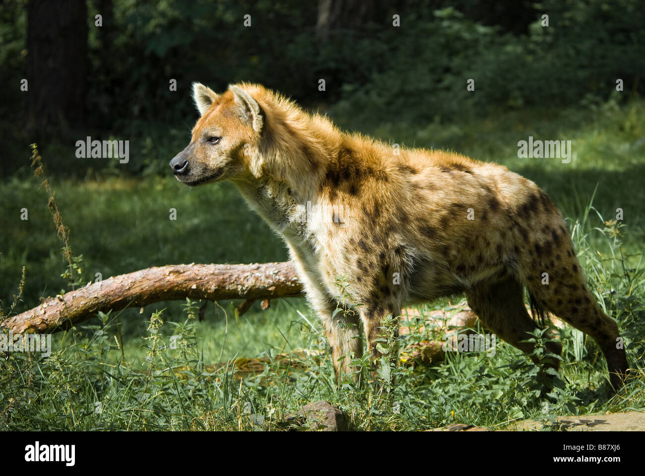 close up of a beautiful hyena Stock Photo
