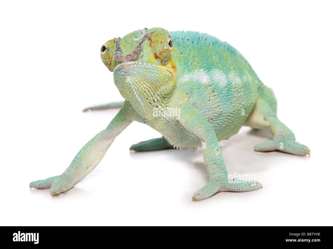 chameleon lizard studio Stock Photo