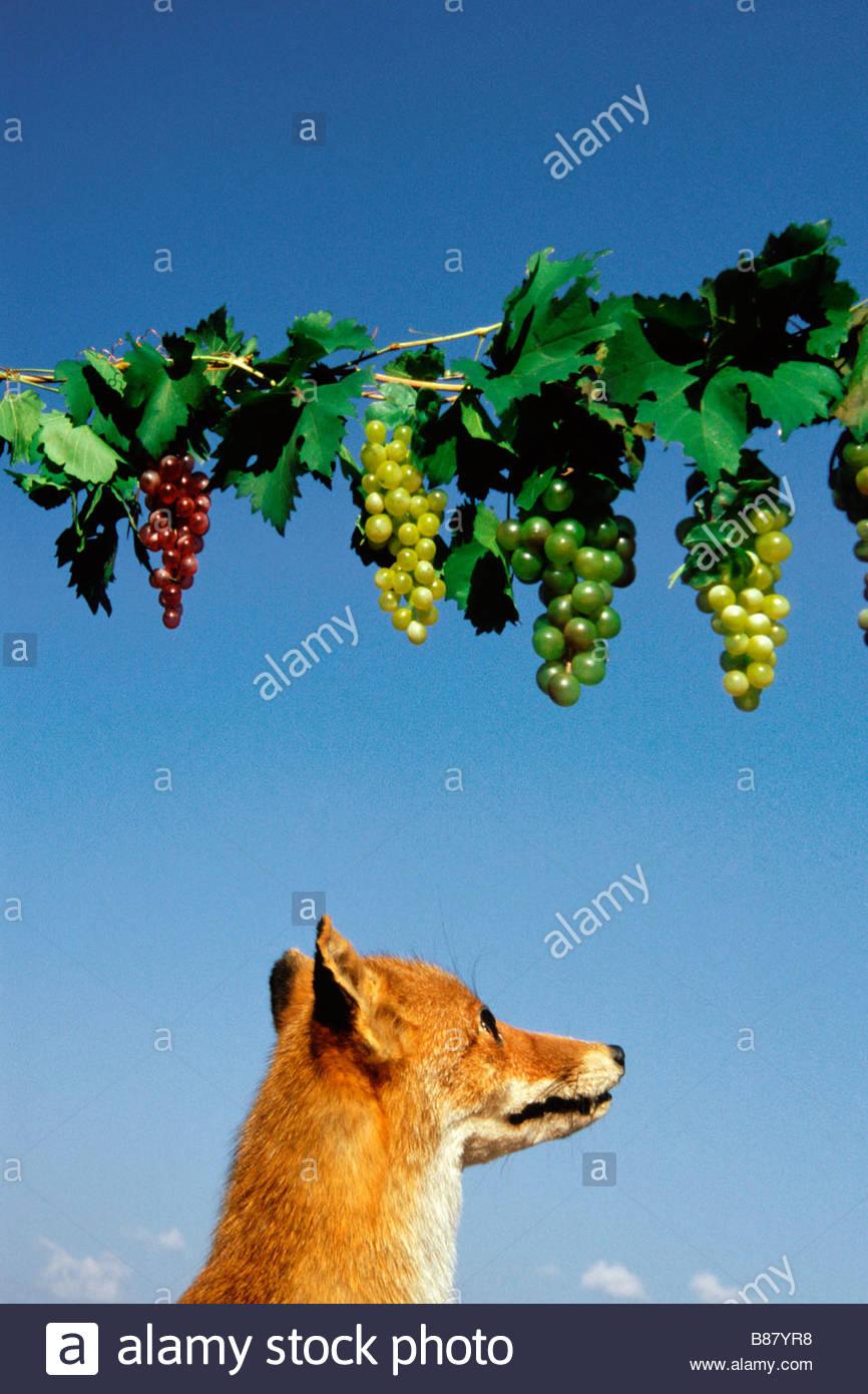 Fox And Grapes High Resolution Stock Photography and Images Alamy