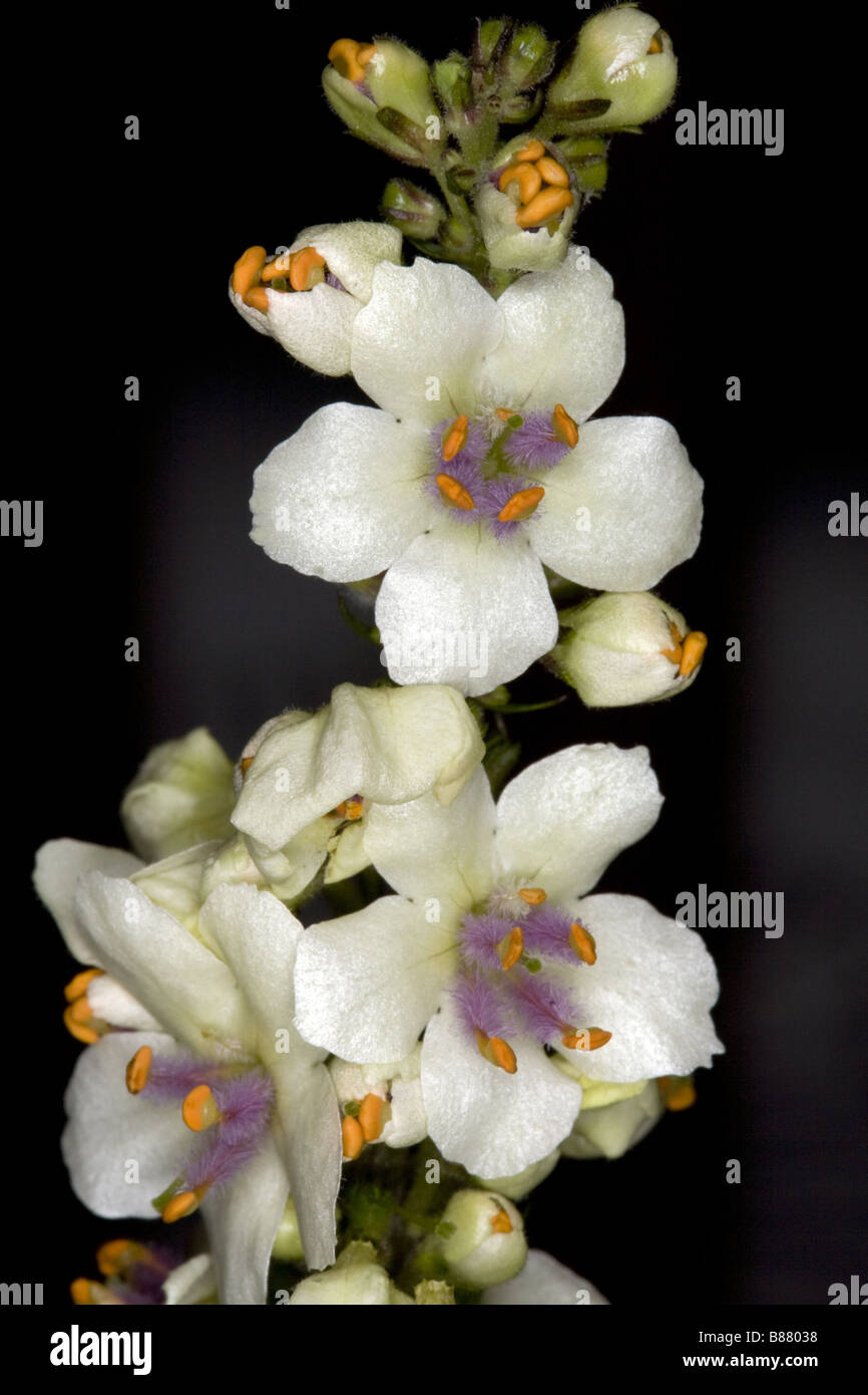 Verbascum chaixii - Nettle-leaved mullein - flower Stock Photo