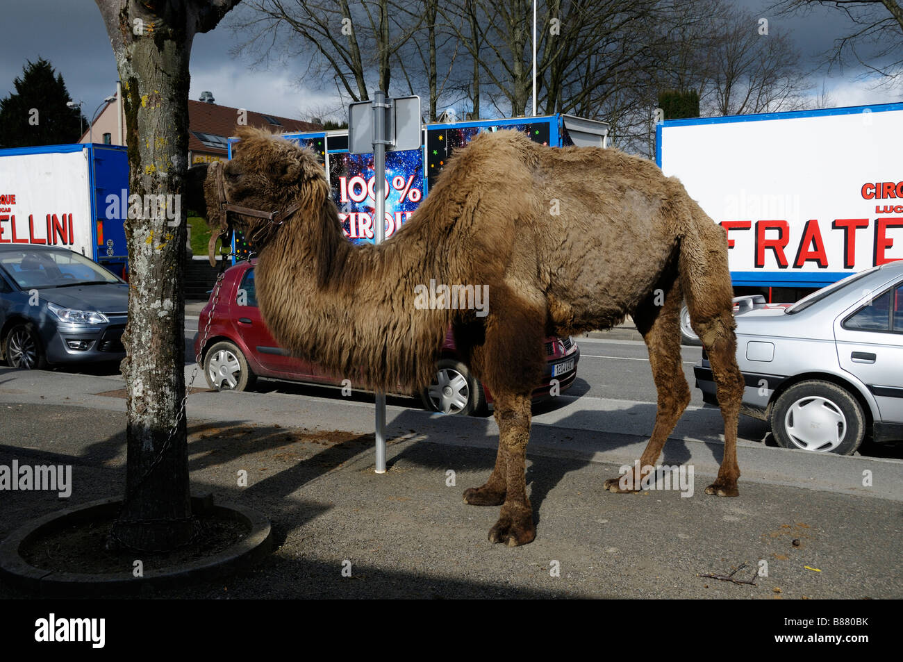 Stock photo of camels chained to a tree outside a circus The Circus was in Bellac France Stock Photo