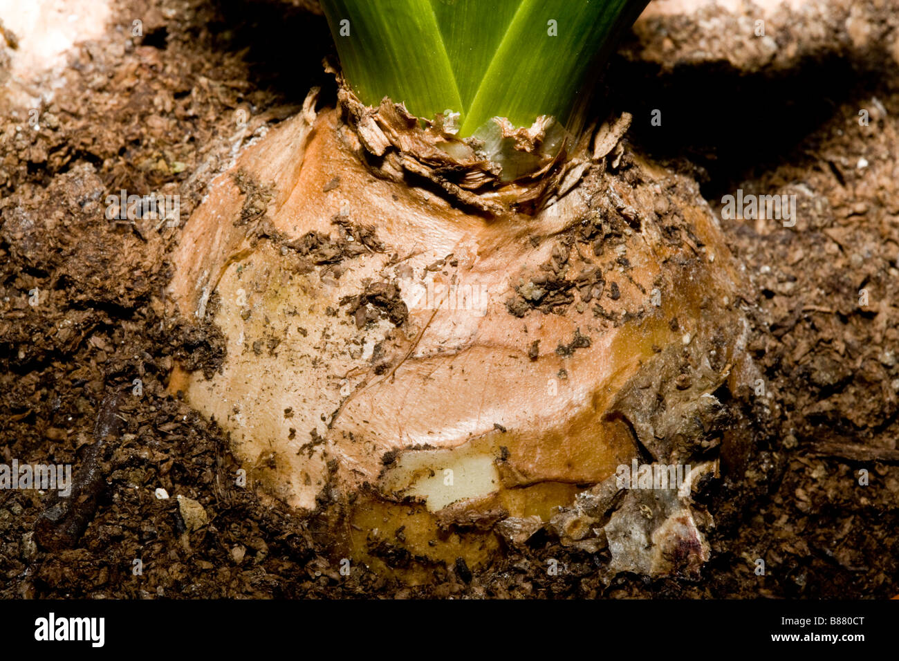 bulb earth flower plant planted Stock Photo