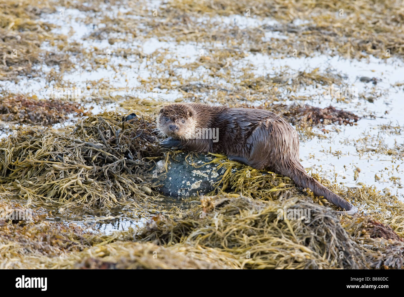 European Otter Lutra lutra  at rest on seaweed covered rock Stock Photo