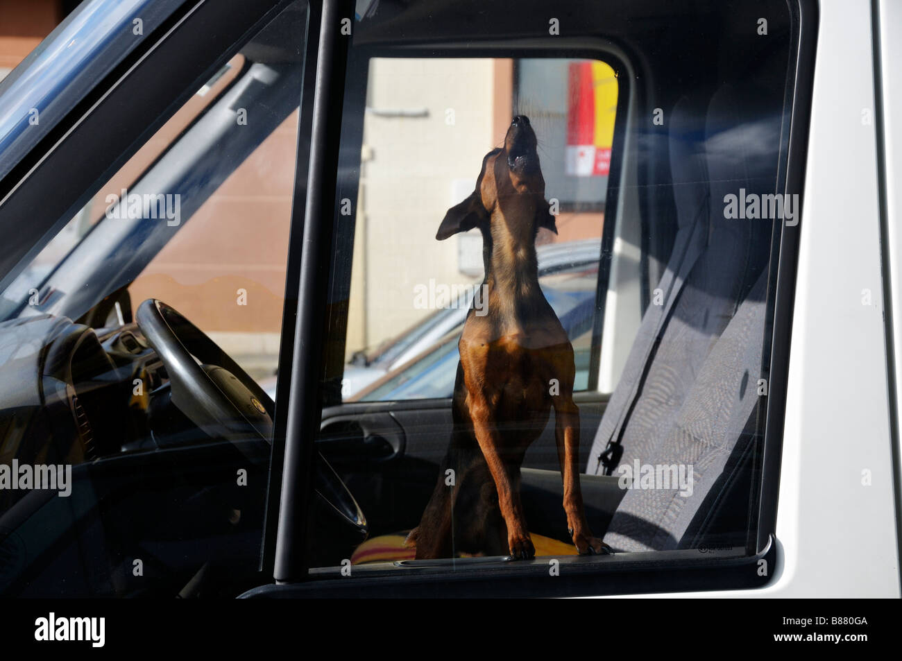 Stock photo of a little dog hpwling in the front seat of a van Stock Photo