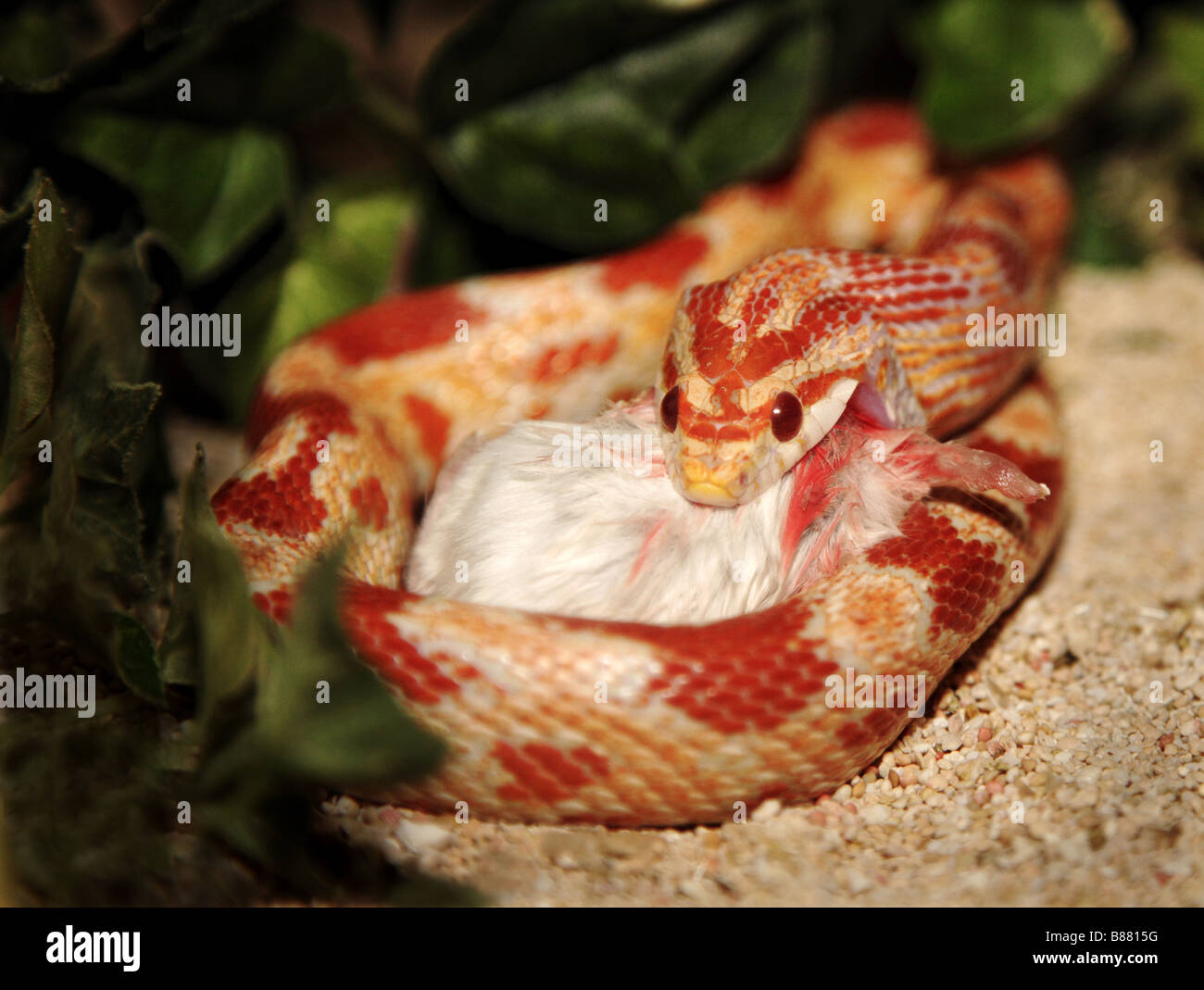 Snake with Prey Stock Photo - Alamy