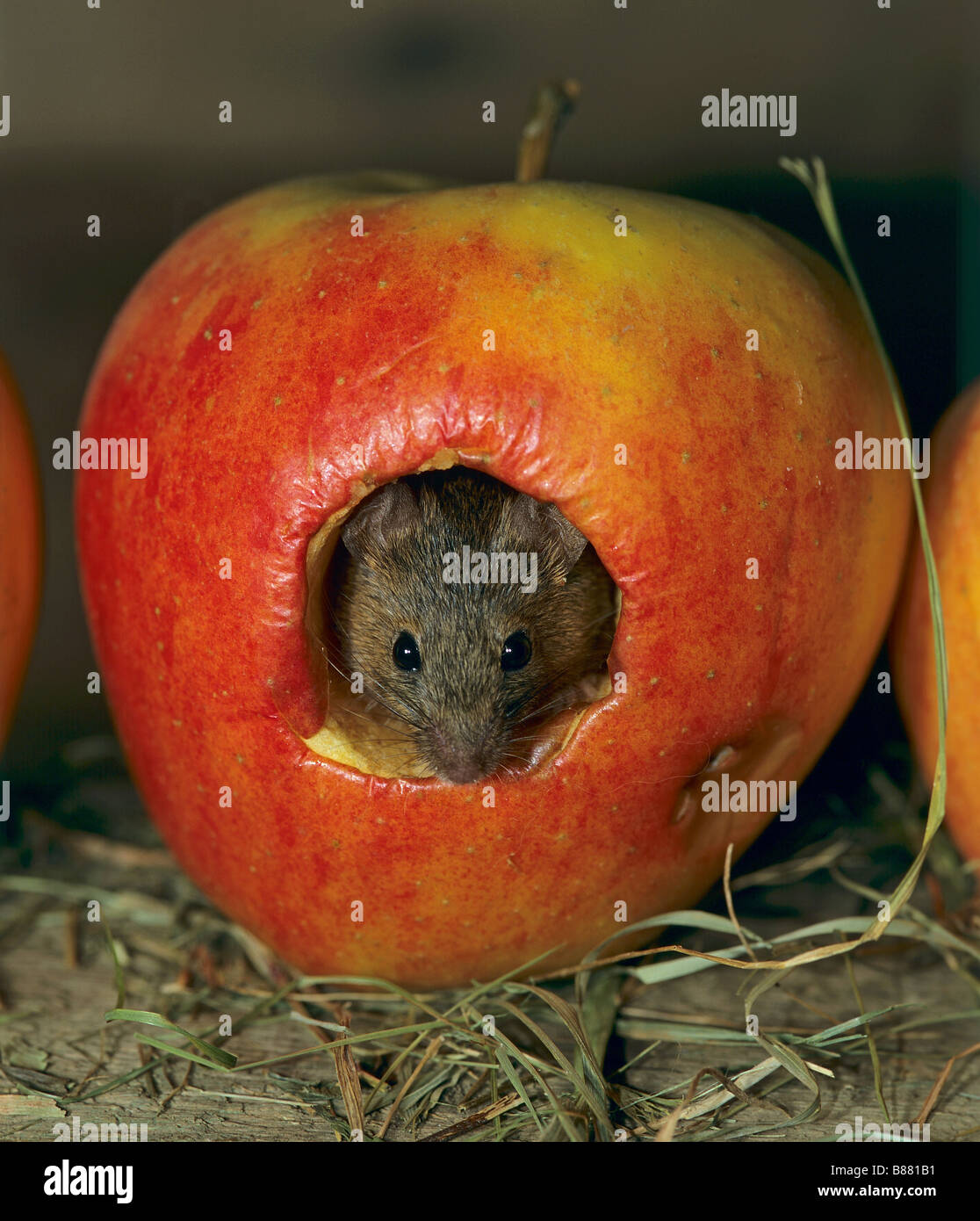 House Mouse in apple / Mus musculus Stock Photo
