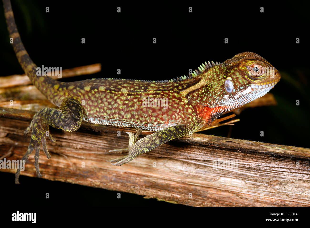Amazon forest dragon (Enyalioides laticeps Stock Photo Alamy