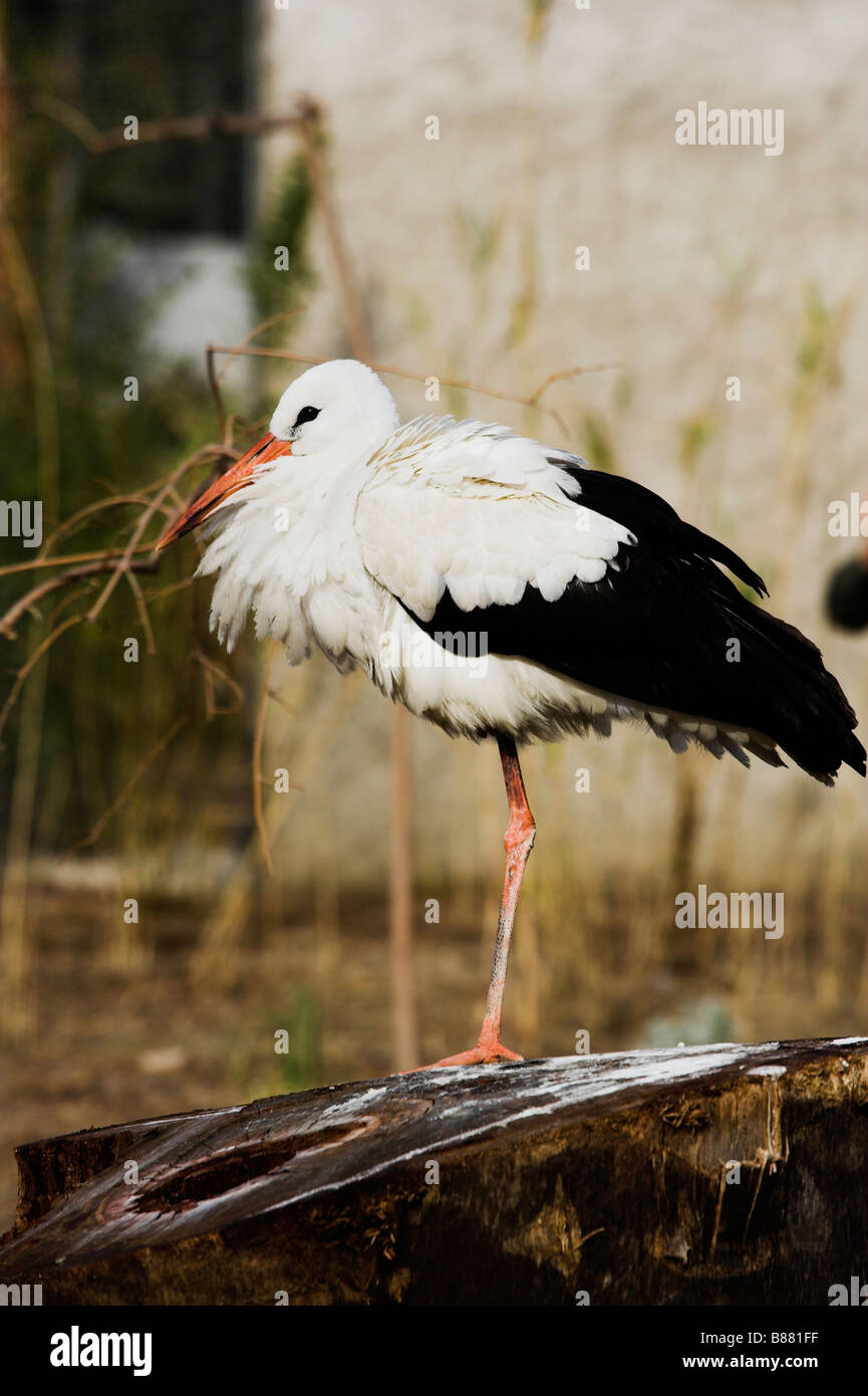 stork standing on one leg Stock Photo