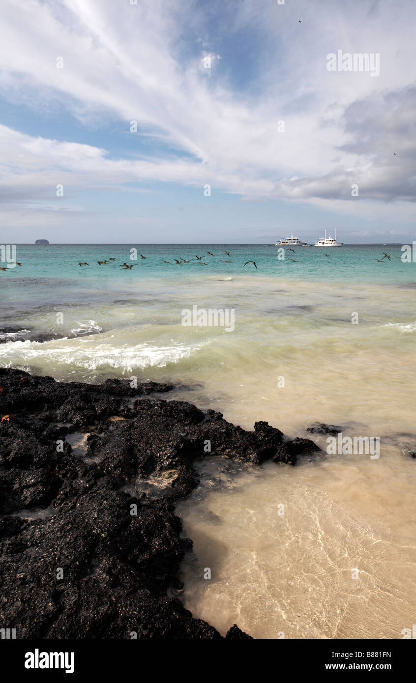 Flocks of blue footed boobies, Sula nebouxii excisa, flying over the seashore at Bachas Beach, Santa Cruz Island, Galapagos Islands in September Stock Photo