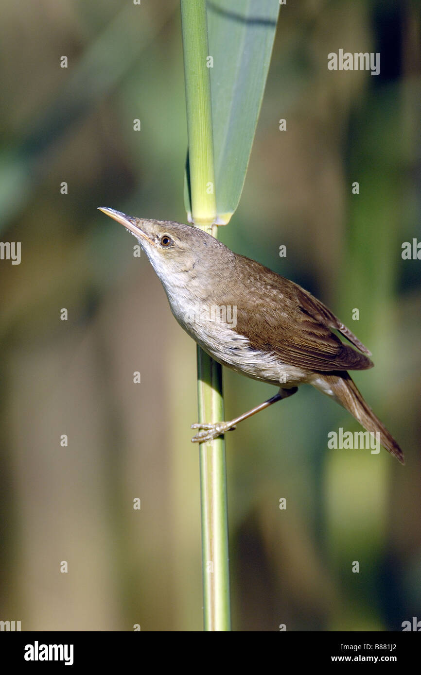 Reed Warbler Stock Photo