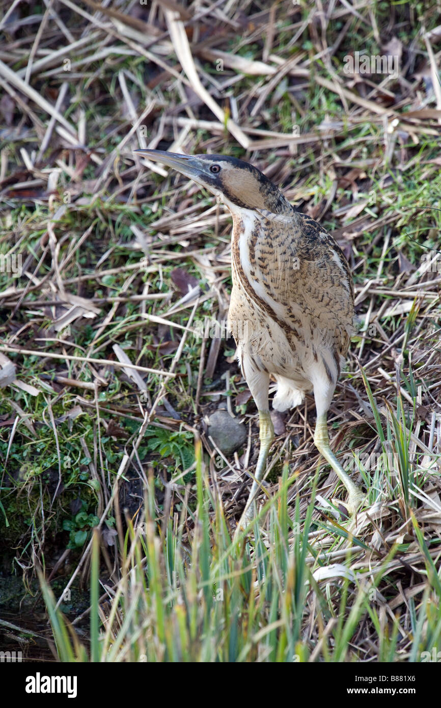 Bittern out in the open Stock Photo