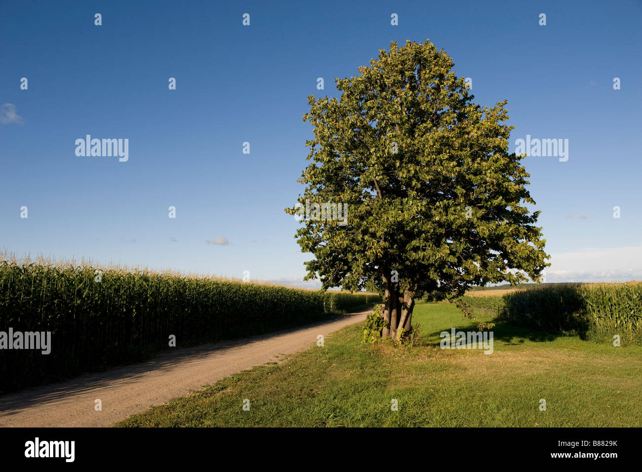 Corn Treee Corn Tree High Resolution Stock Photography and Images - Alamy