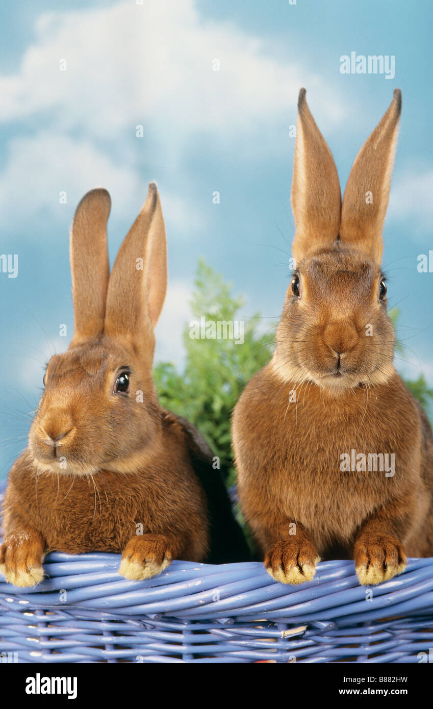 Animals pets rodents basket hi-res stock photography and images - Alamy