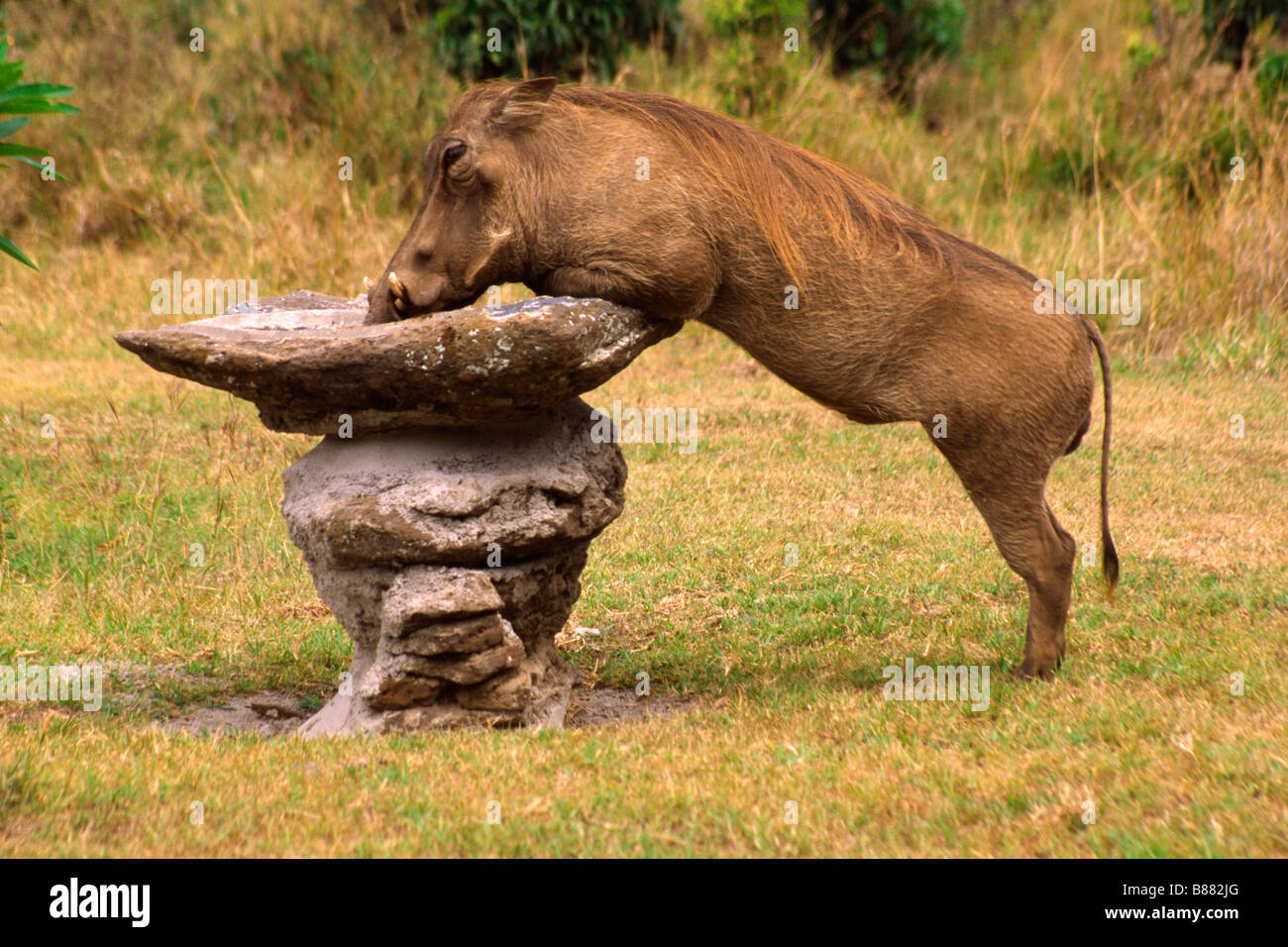 African warthog drinking from birdbath at Governors' Camp, Masai Mara