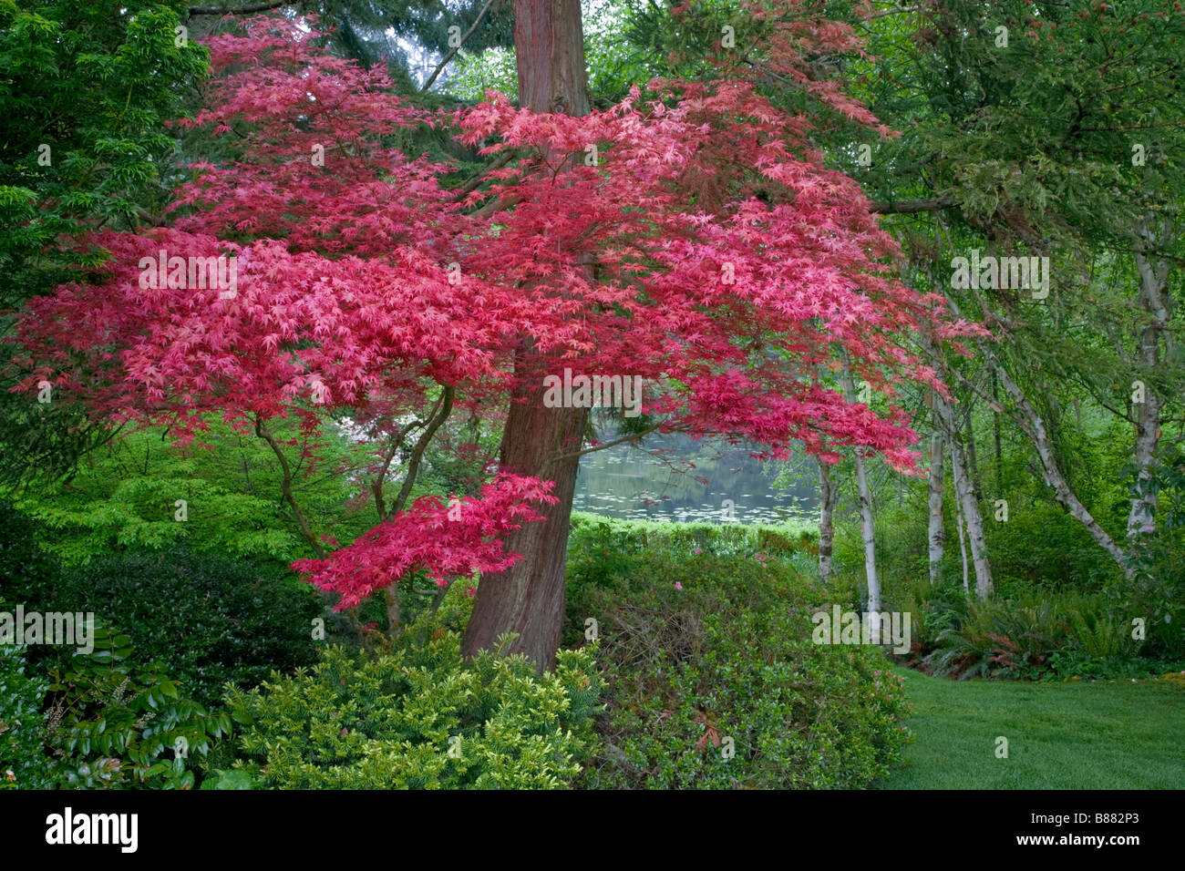 Purple acer palmatum japanese maple hi-res stock photography and images ...
