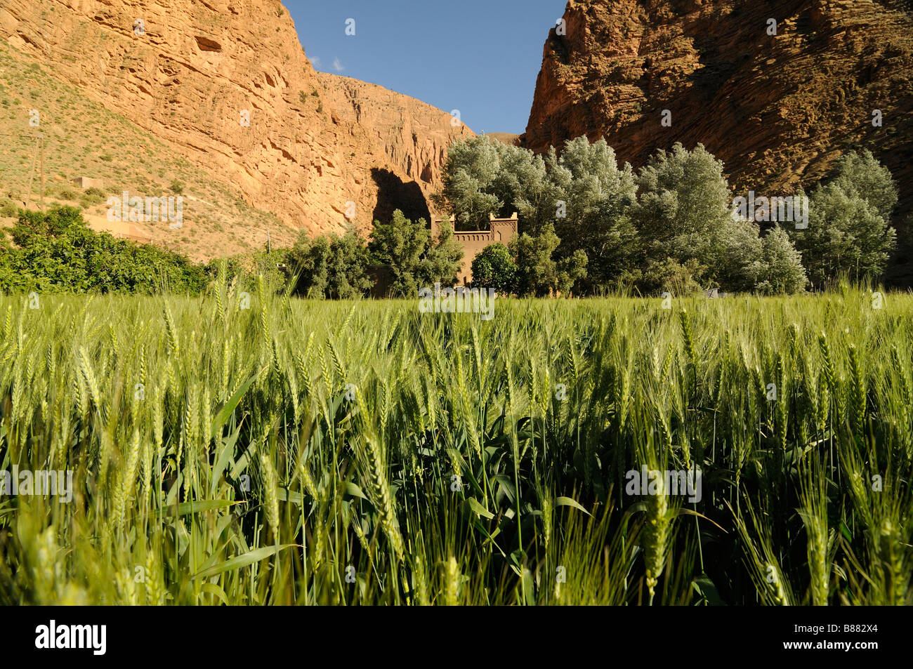 A fortness or building and a wheat field in the Dades gorge in Morocco Africa Stock Photo
