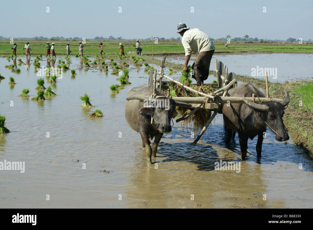 Myanmar Rice Paddy Farmers planting rice in paddy, water buffalo cart, Myanmar (Burma ...
