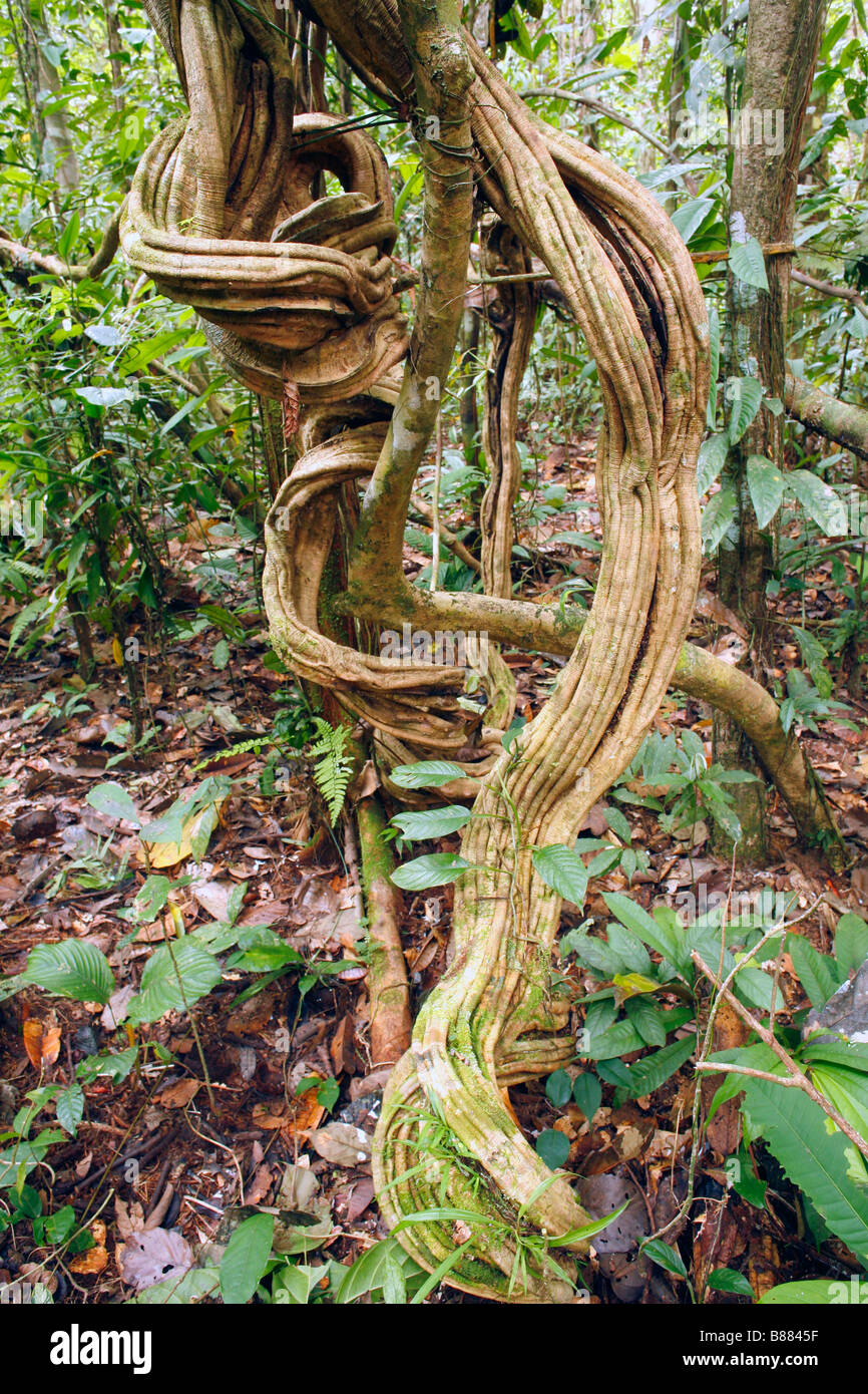 Tangle of lianas in the rainforest understory, Peru Stock Photo