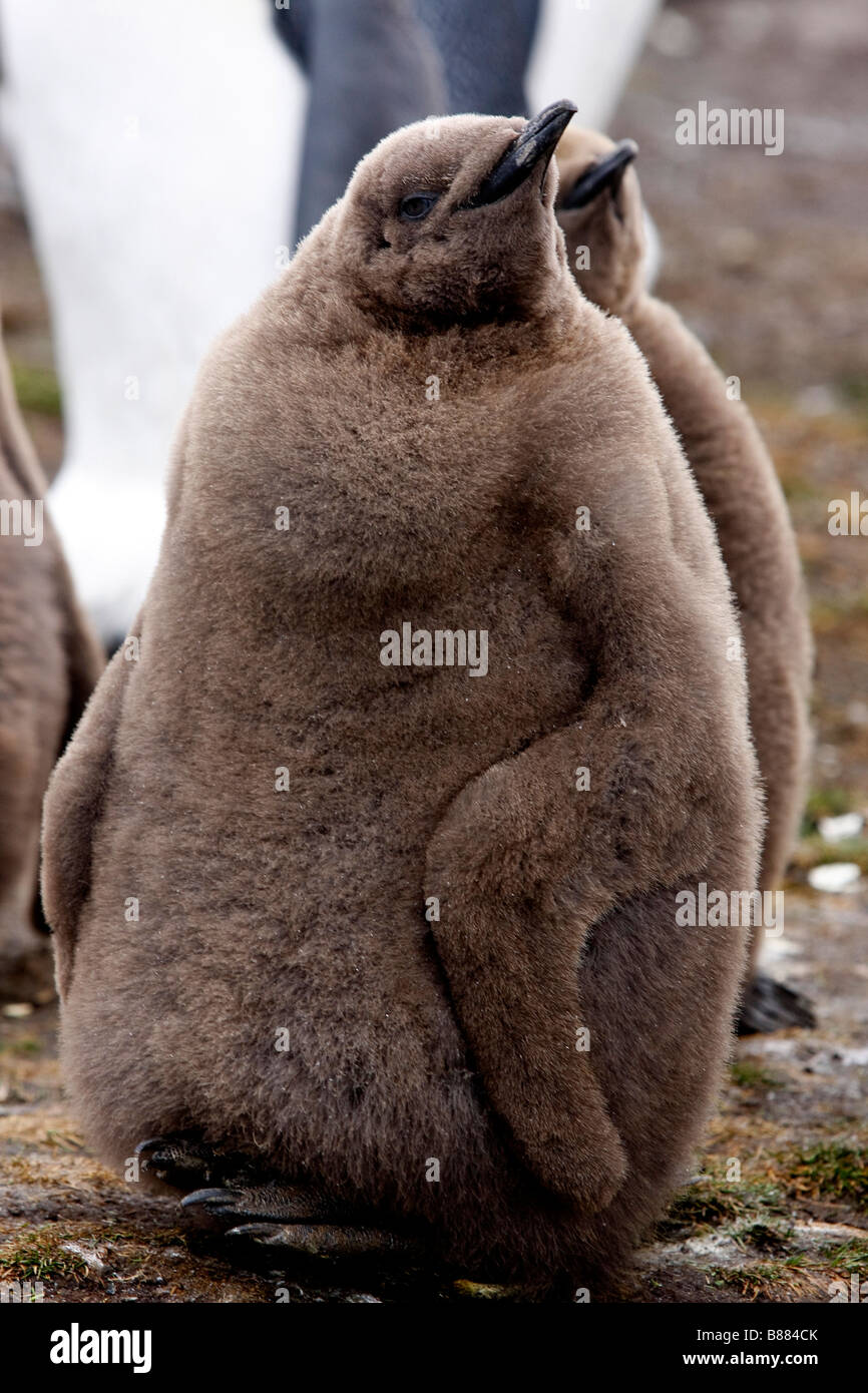 king penguin colony Volunteer Point Stanley Falkland Islands Stock Photo