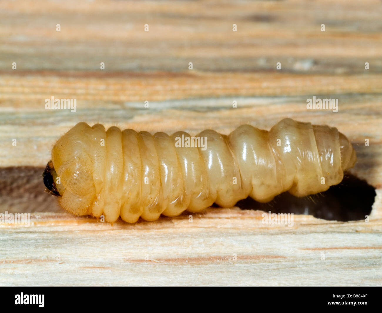 Larva of a woodworm beetle found in oak. Surrey, England, UK. Stock Photo
