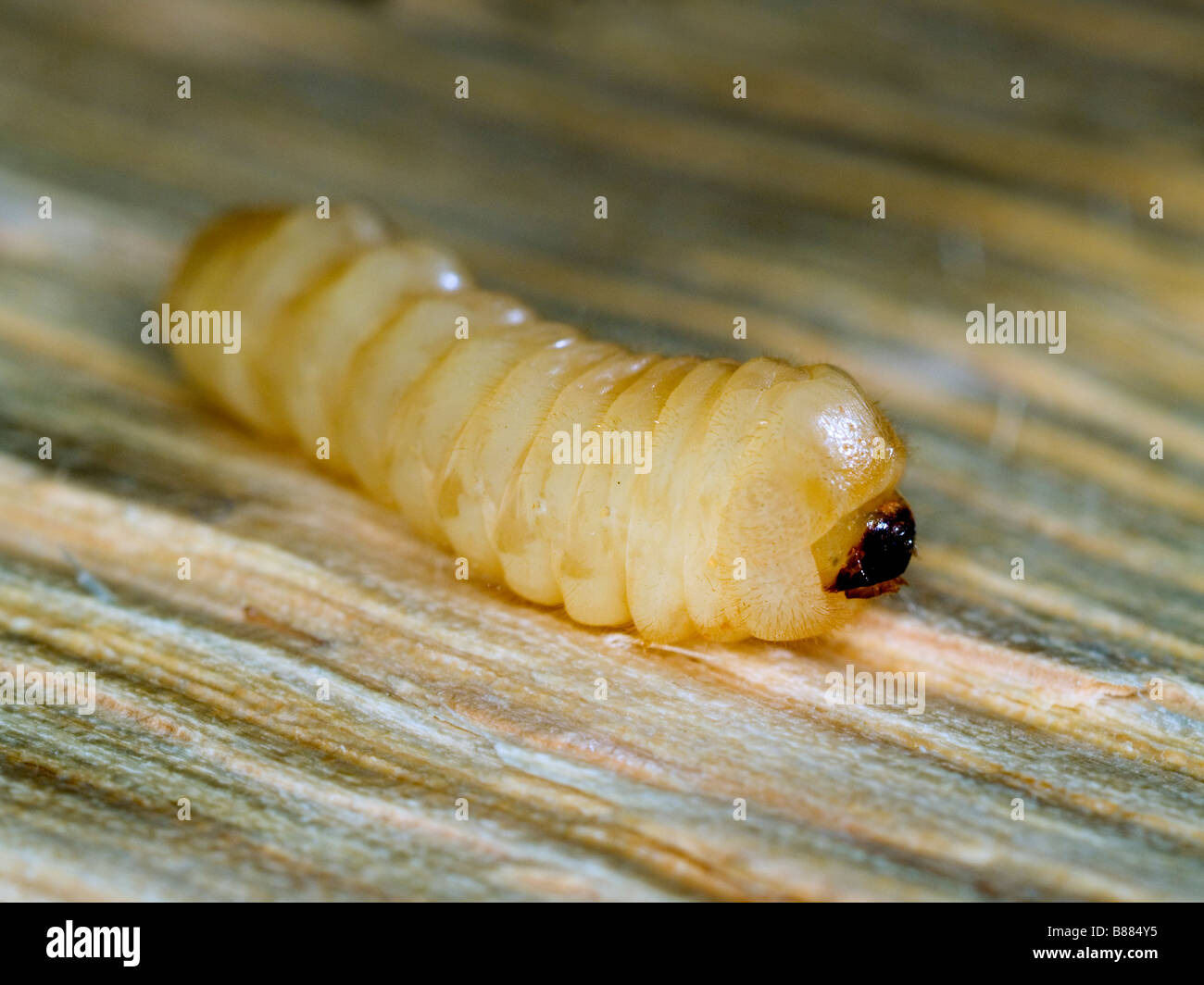 Larva of a woodworm beetle found in oak. Surrey, England, UK. Stock Photo