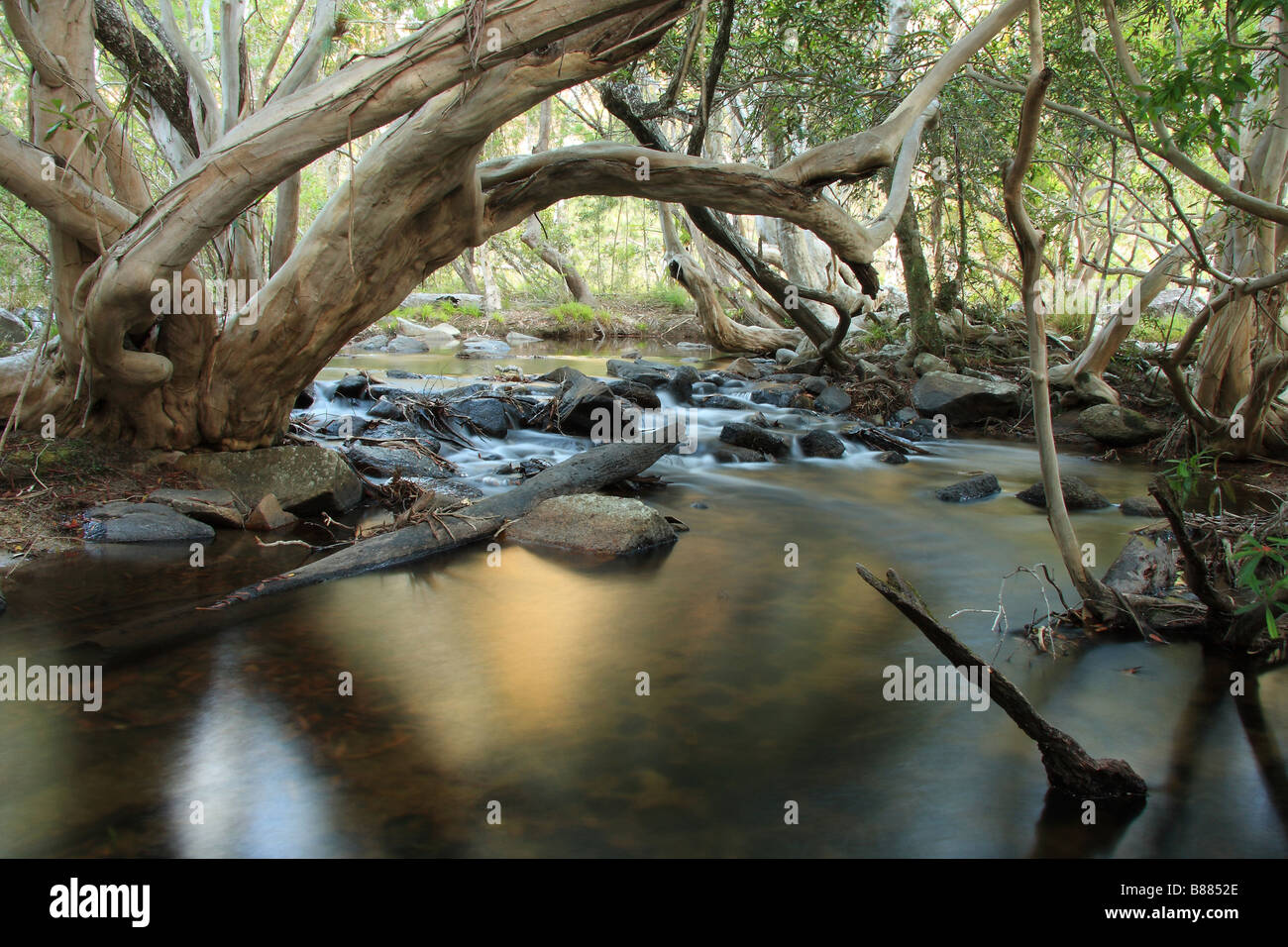 A section of Davies Creek near Carns, North Queensland Stock Photo