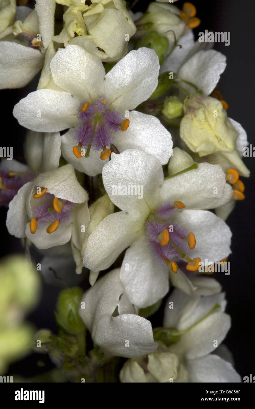 Verbascum chaixii - Nettle-leaved mullein - flower Stock Photo