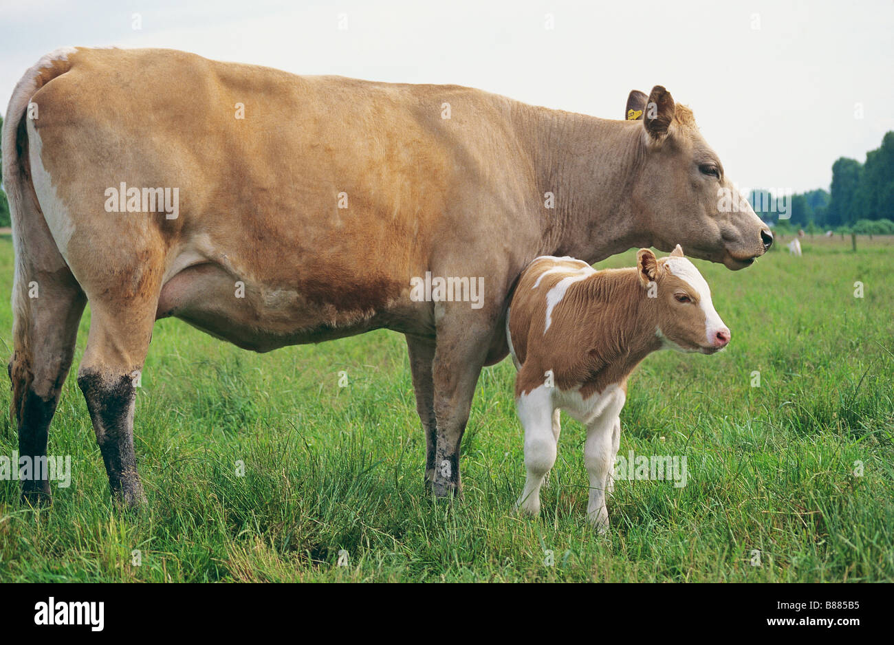 Cow with calf - standing on meadow Stock Photo - Alamy