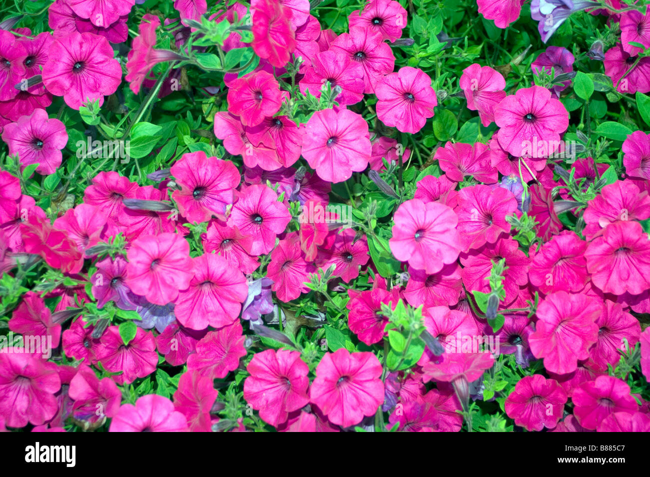 Purple Pink Colored Flowers Ground Cover Flora Stock Photo Alamy