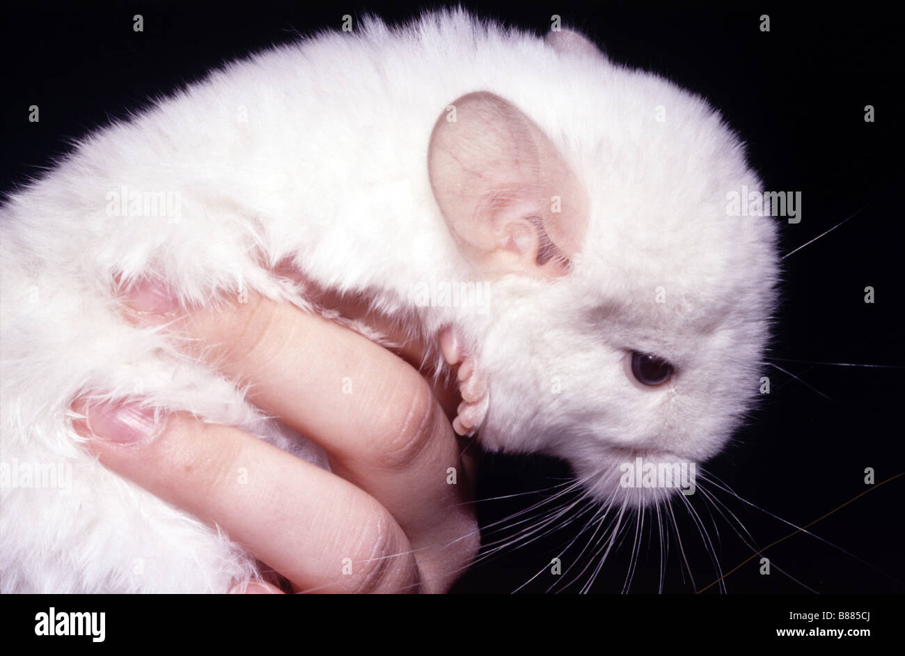 Young Chinchilla (Chinchilla lanigera Stock Photo Alamy