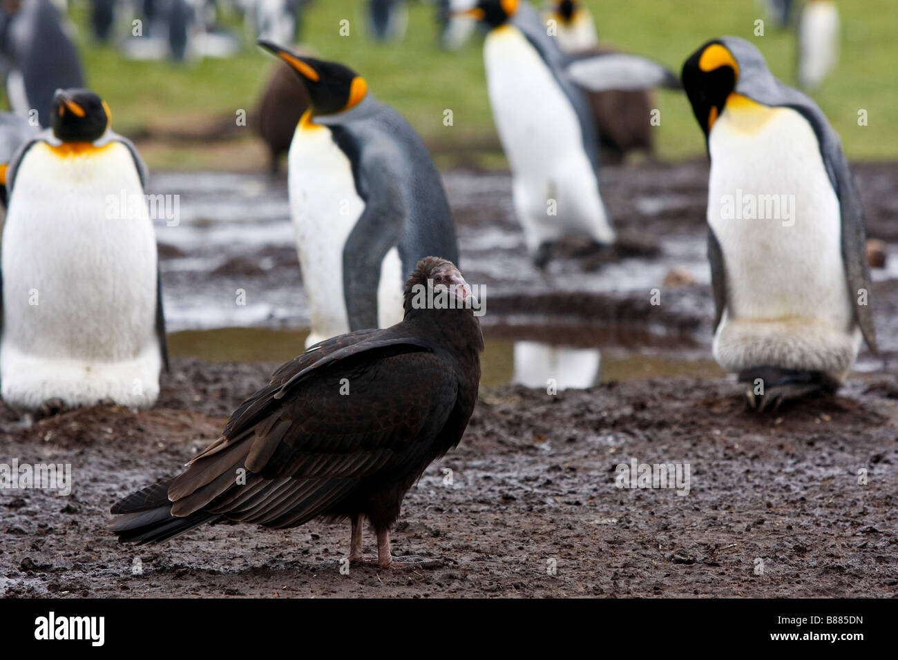 turkey vulture king penguin colony Volunteer Point Stanley Falkland Islands Stock Photo