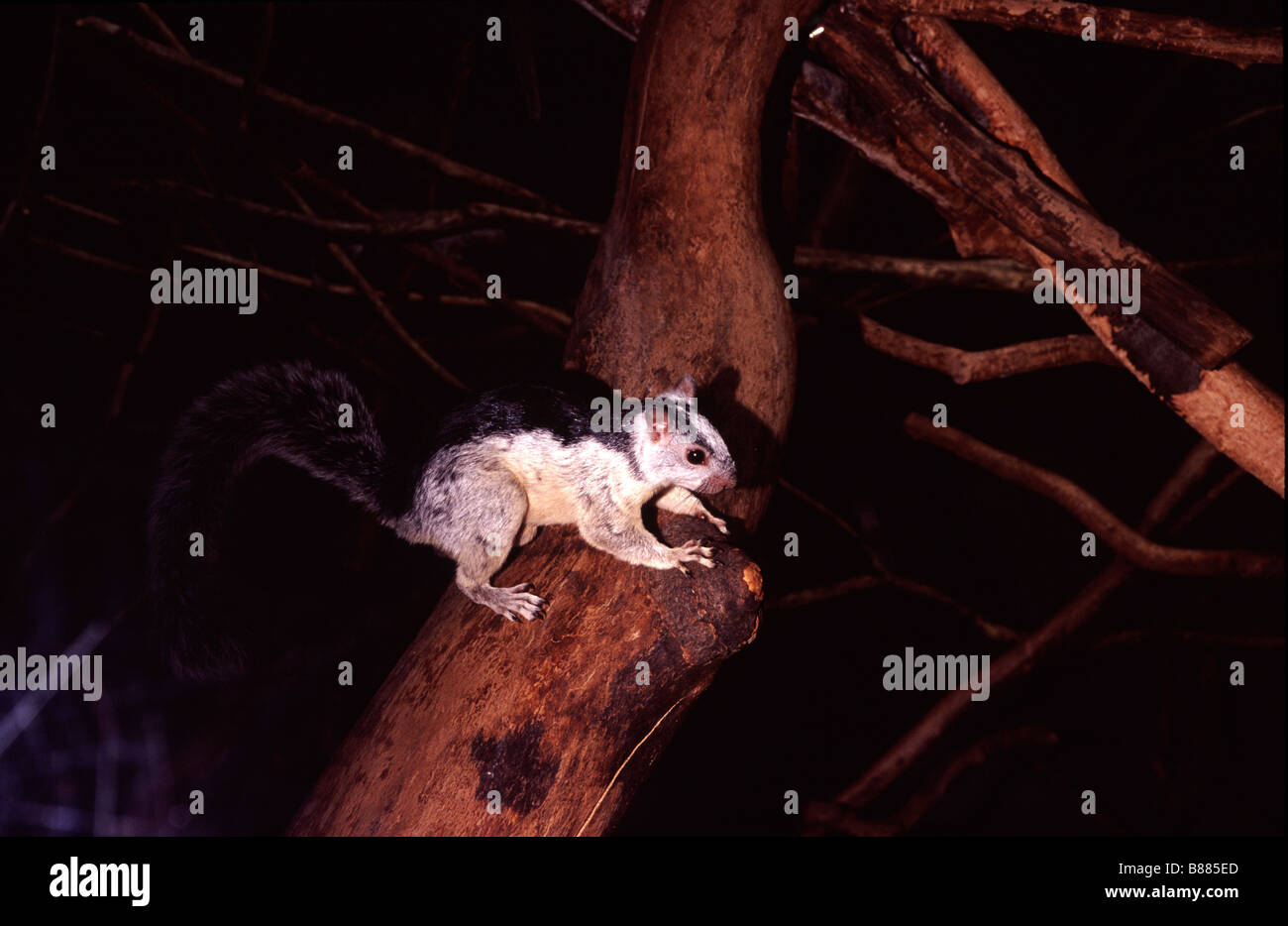 Beautiful Tree Squirrel (Callosciurus prevostii Stock Photo - Alamy