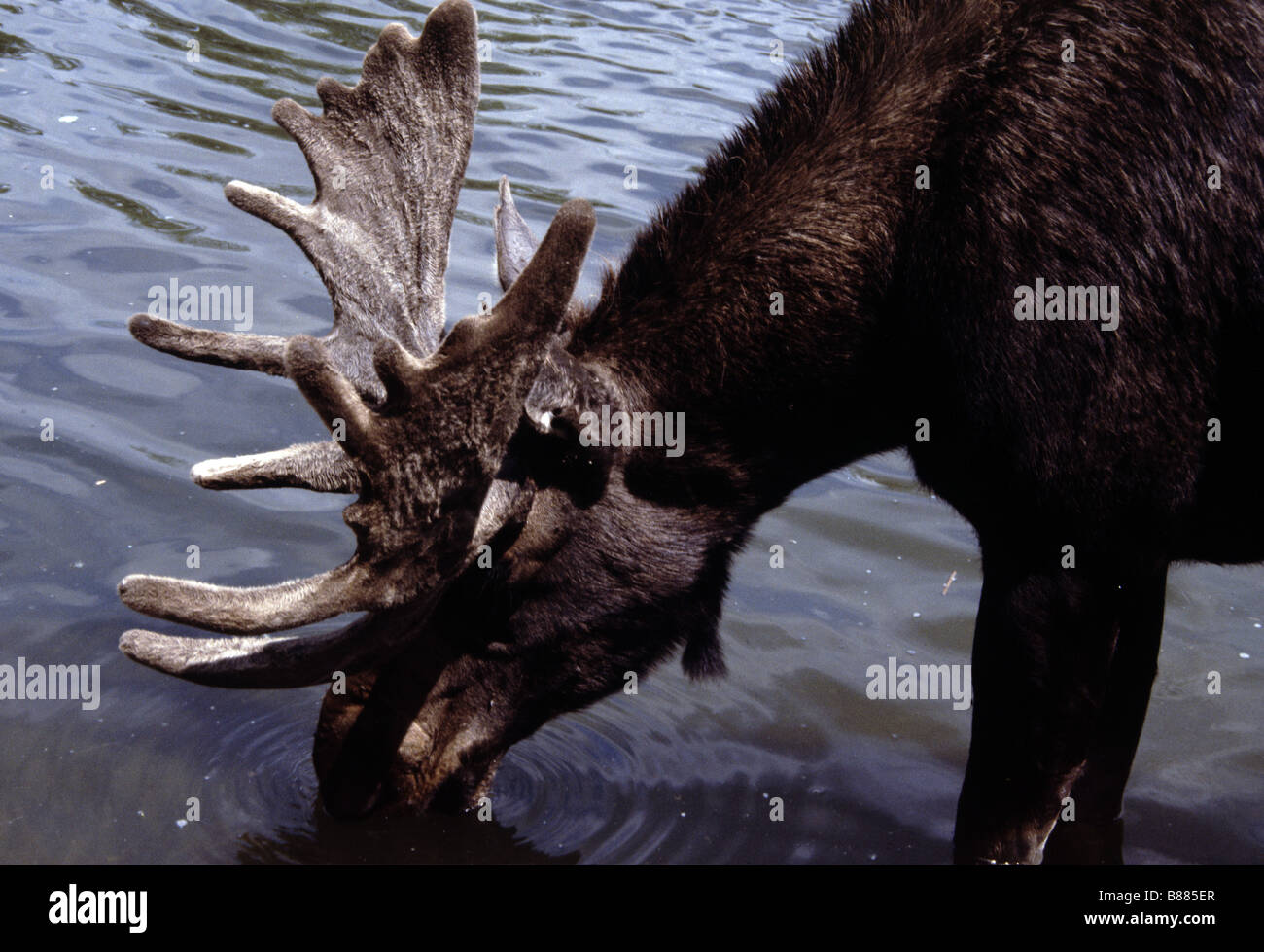Moose, Alces alces Stock Photo