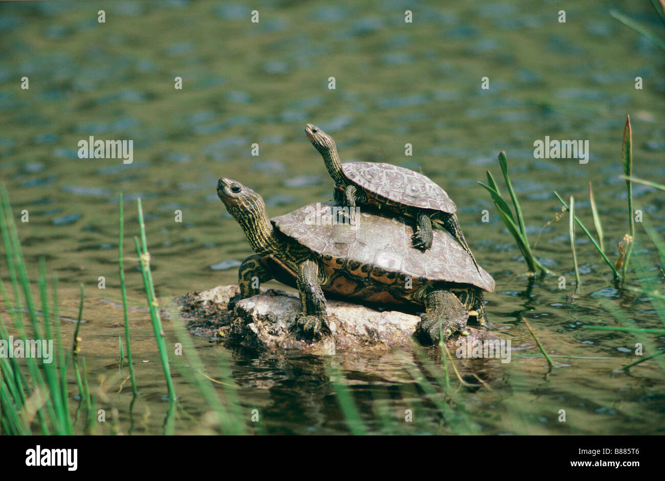 two Caspian Turtles / Mauremys caspica Stock Photo
