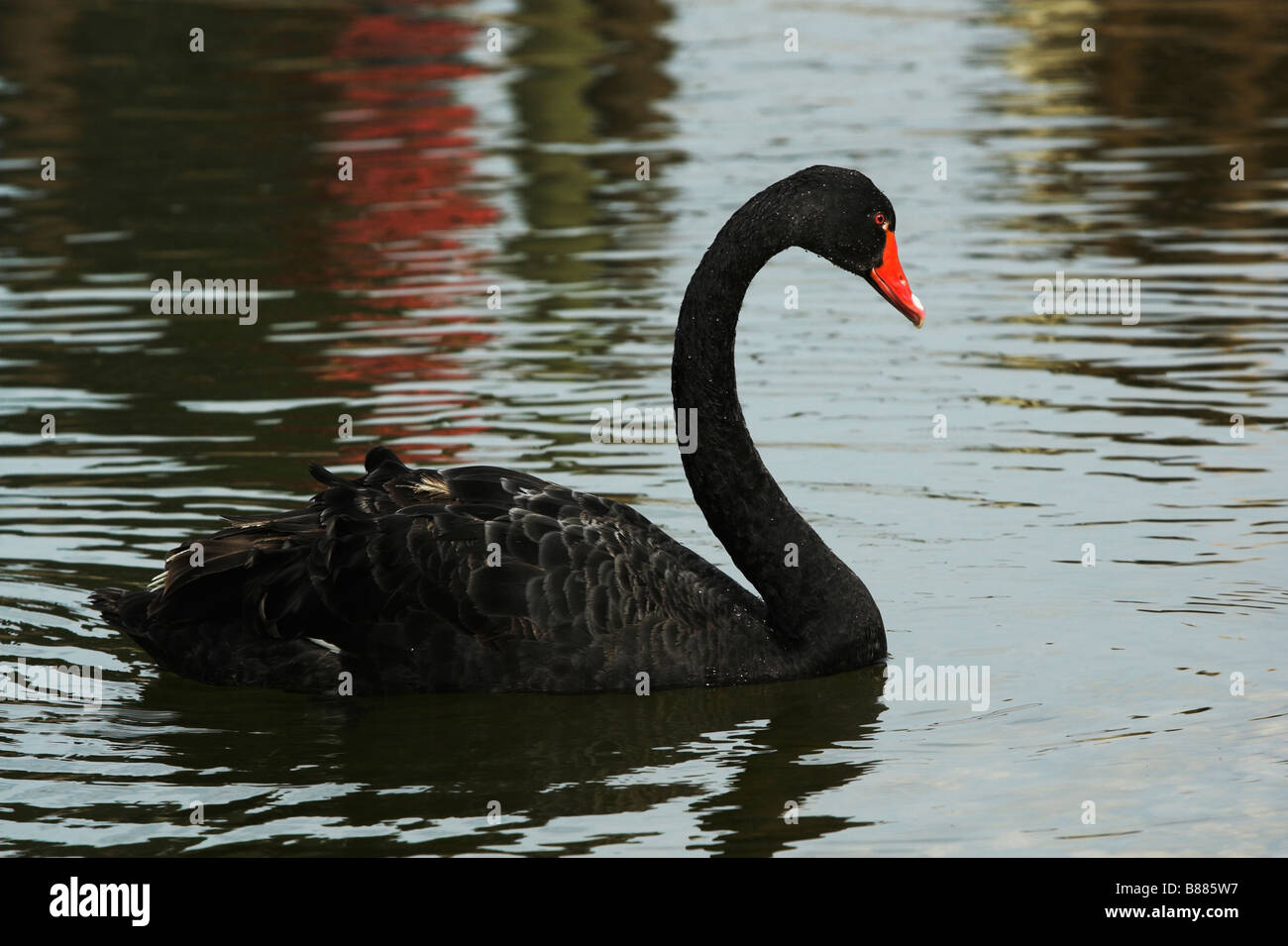 black swan swimming in pond Stock Photo